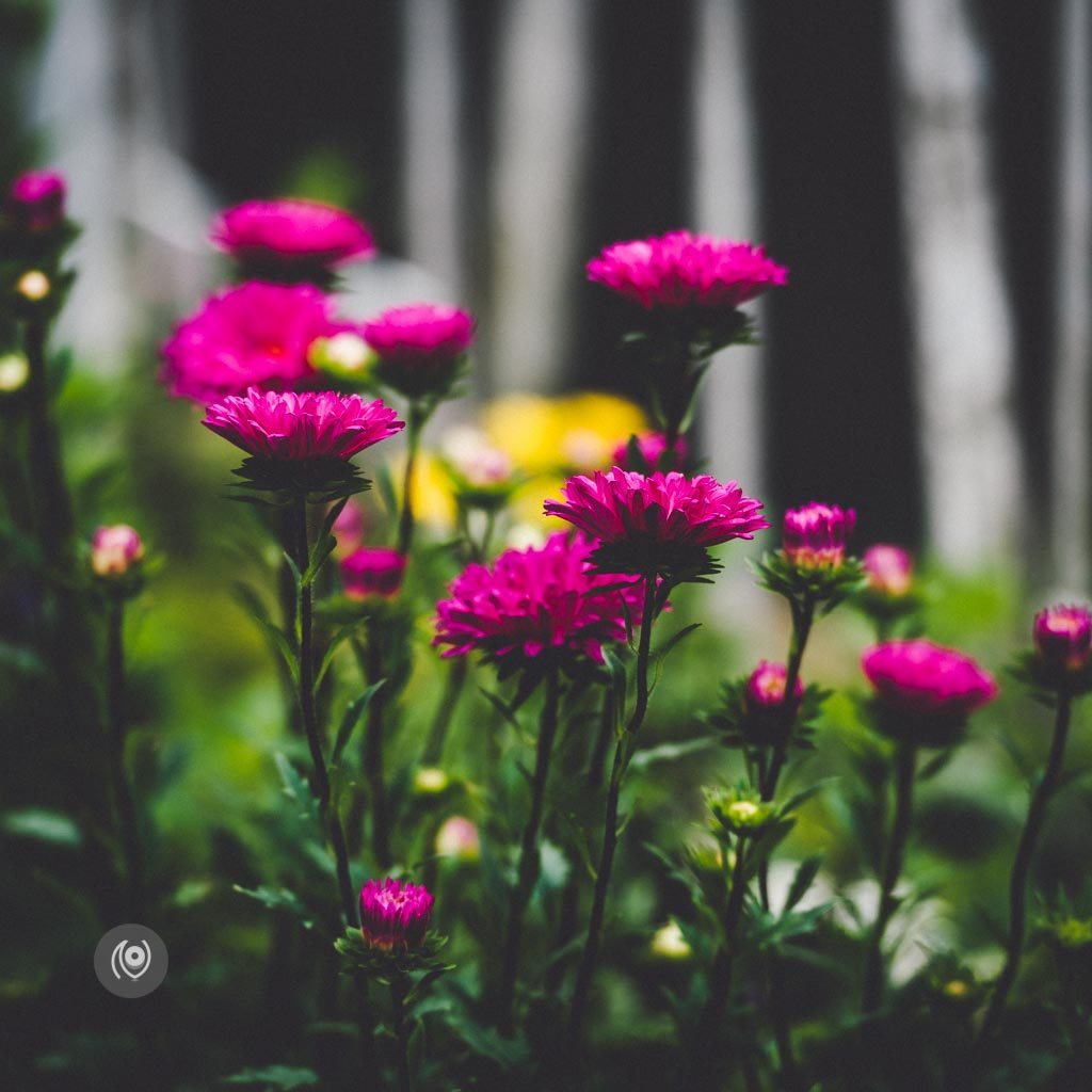 Greenery #REDHUxKASAULI #EyesForDestinations, Naina.co Luxury & Lifestyle Photographer, Blogger Storyteller