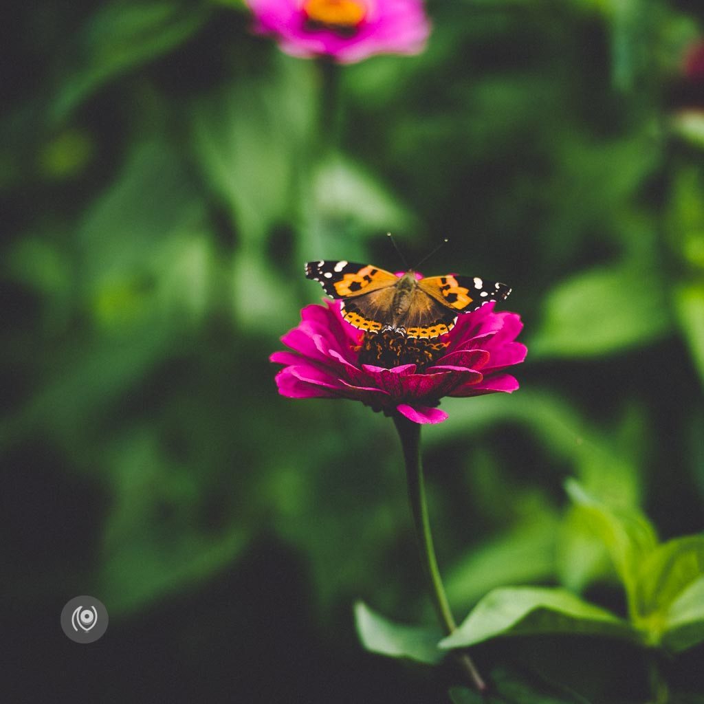 Greenery #REDHUxKASAULI #EyesForDestinations, Naina.co Luxury & Lifestyle Photographer, Blogger Storyteller