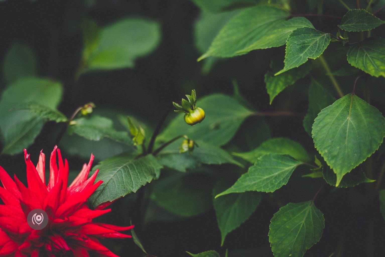 Greenery #REDHUxKASAULI #EyesForDestinations, Naina.co Luxury & Lifestyle Photographer, Blogger Storyteller