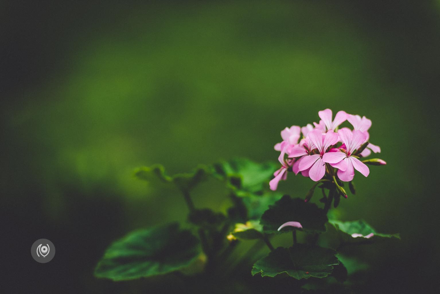 Greenery #REDHUxKASAULI #EyesForDestinations, Naina.co Luxury & Lifestyle Photographer, Blogger Storyteller