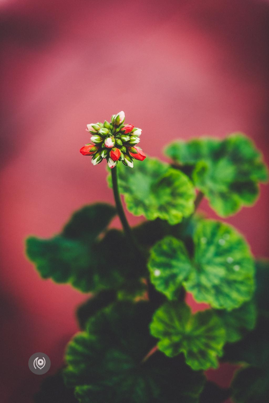 Greenery #REDHUxKASAULI #EyesForDestinations, Naina.co Luxury & Lifestyle Photographer, Blogger Storyteller