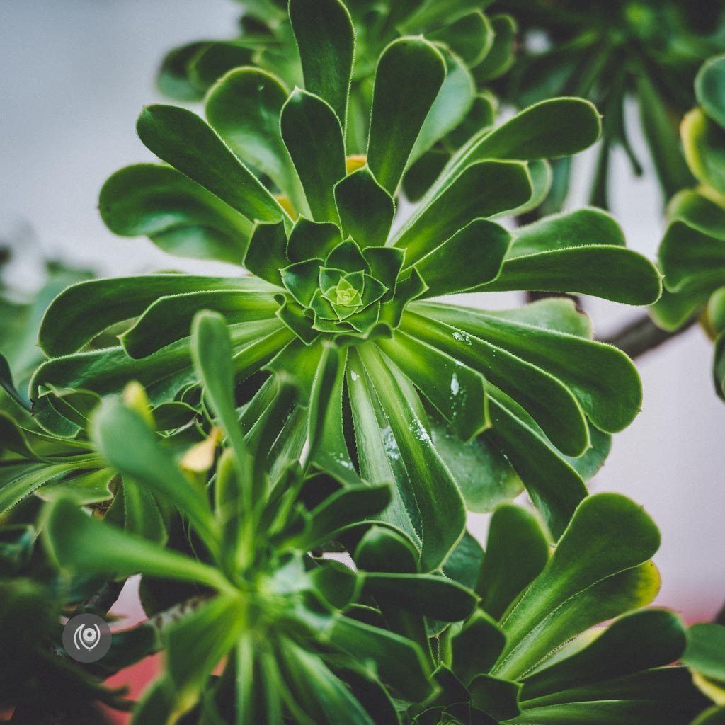 Greenery #REDHUxKASAULI #EyesForDestinations, Naina.co Luxury & Lifestyle Photographer, Blogger Storyteller