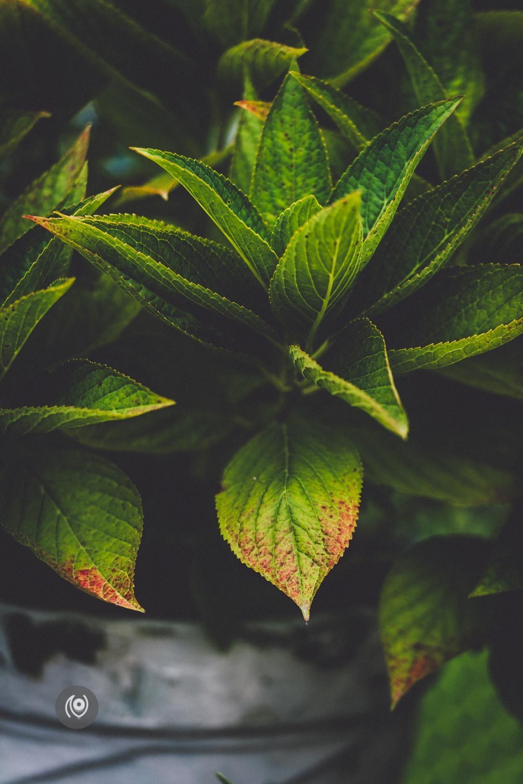 Greenery #REDHUxKASAULI #EyesForDestinations, Naina.co Luxury & Lifestyle Photographer, Blogger Storyteller