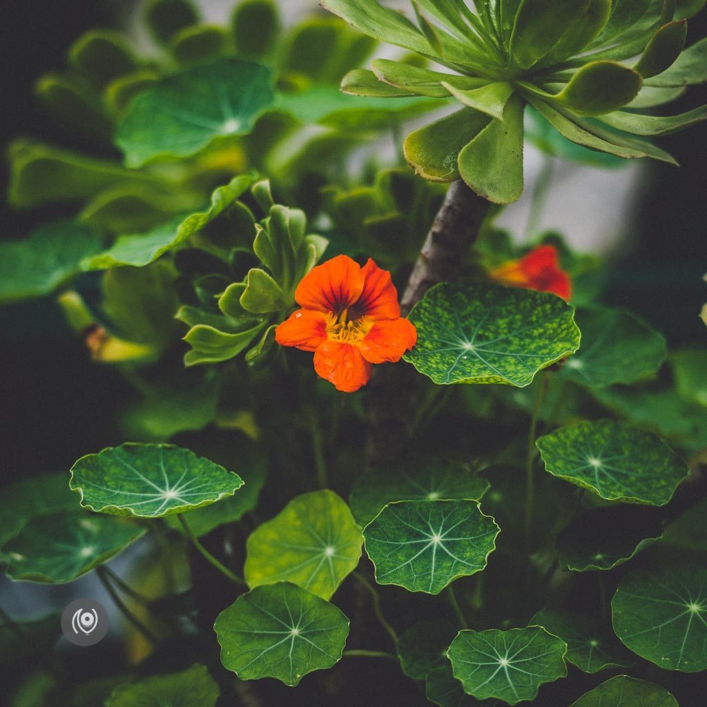 Greenery #REDHUxKASAULI #EyesForDestinations, Naina.co Luxury & Lifestyle Photographer, Blogger Storyteller