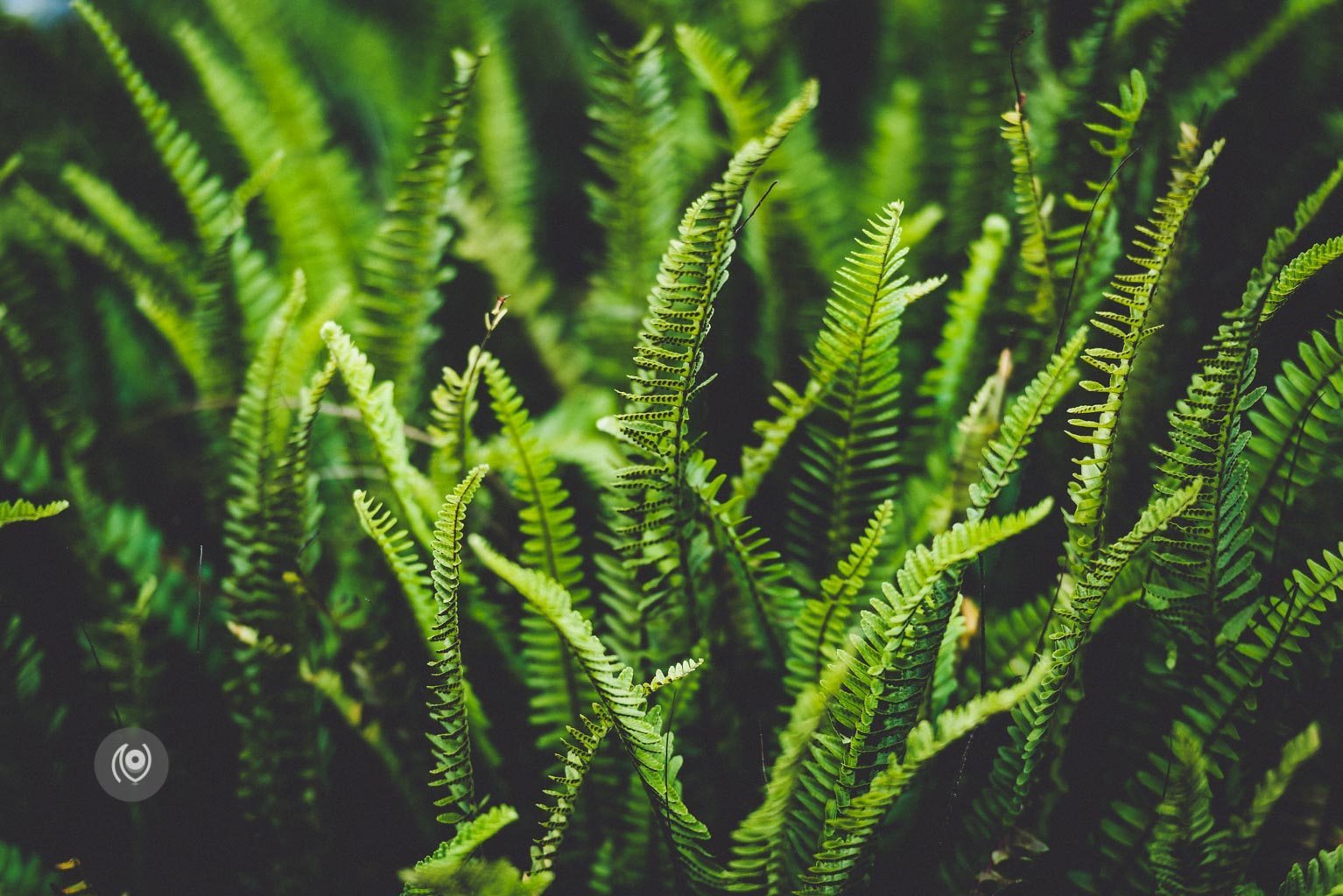 Greenery #REDHUxKASAULI #EyesForDestinations, Naina.co Luxury & Lifestyle Photographer, Blogger Storyteller