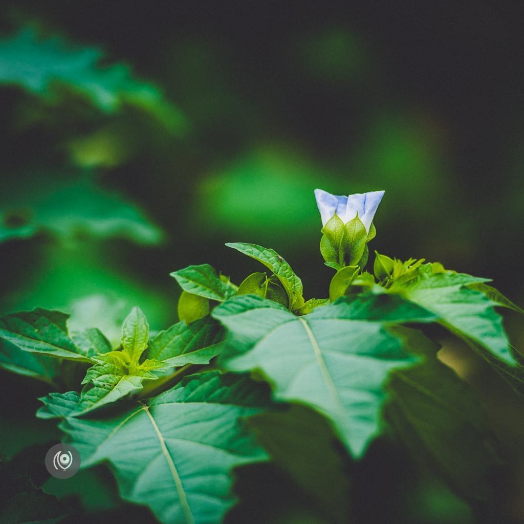 Greenery #REDHUxKASAULI #EyesForDestinations, Naina.co Luxury & Lifestyle Photographer, Blogger Storyteller