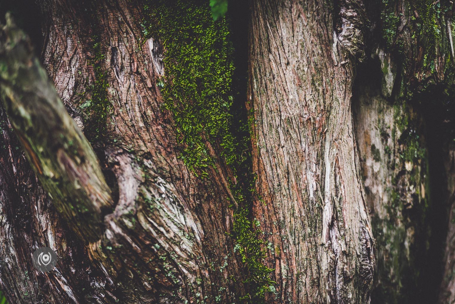 Greenery #REDHUxKASAULI #EyesForDestinations, Naina.co Luxury & Lifestyle Photographer, Blogger Storyteller