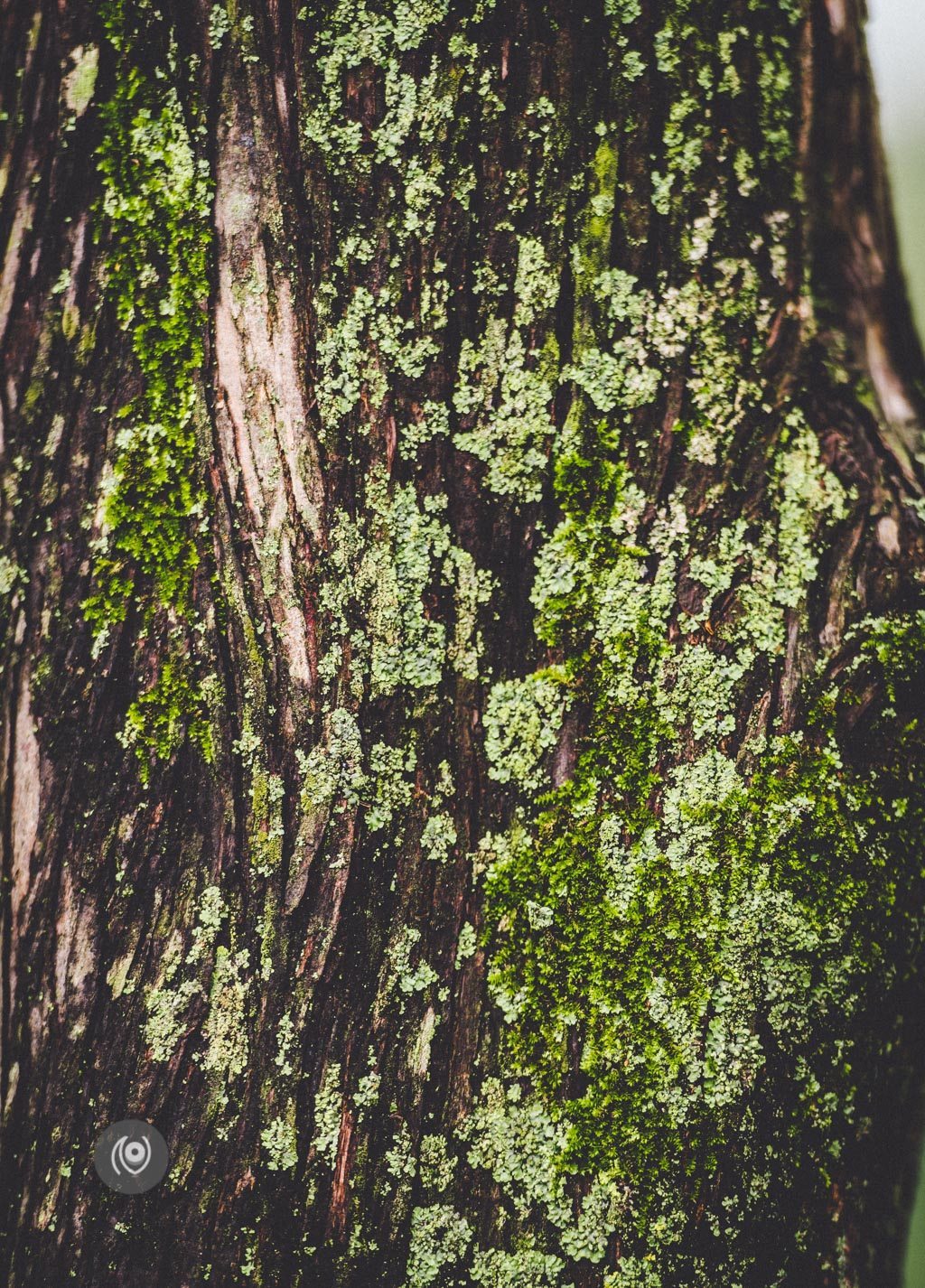 Greenery #REDHUxKASAULI #EyesForDestinations, Naina.co Luxury & Lifestyle Photographer, Blogger Storyteller