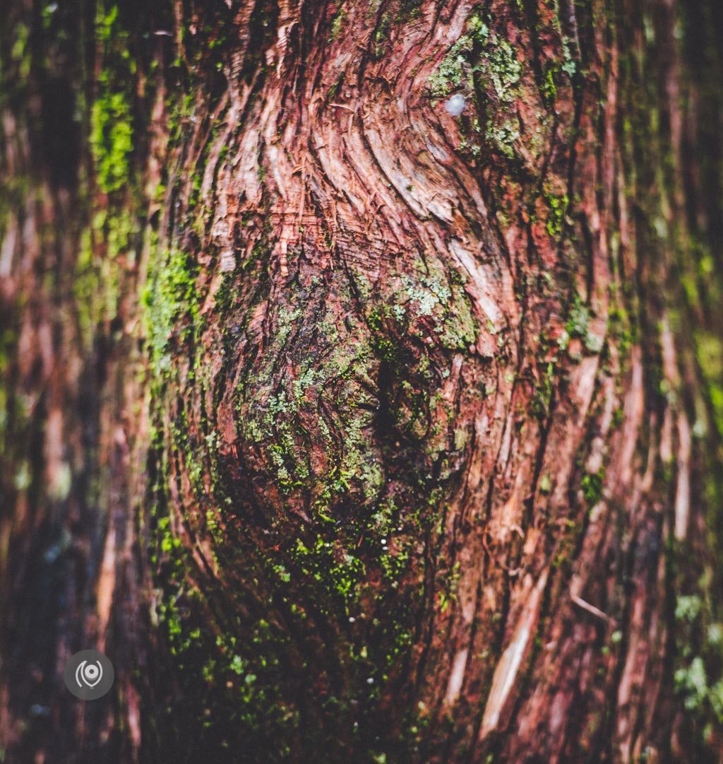 Greenery #REDHUxKASAULI #EyesForDestinations, Naina.co Luxury & Lifestyle Photographer, Blogger Storyteller