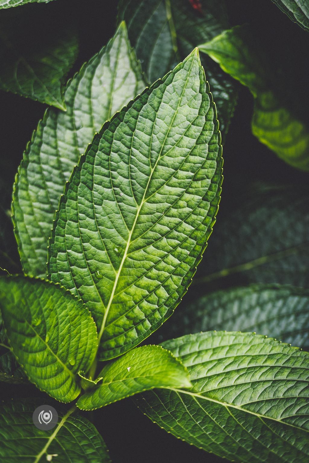 Greenery #REDHUxKASAULI #EyesForDestinations, Naina.co Luxury & Lifestyle Photographer, Blogger Storyteller