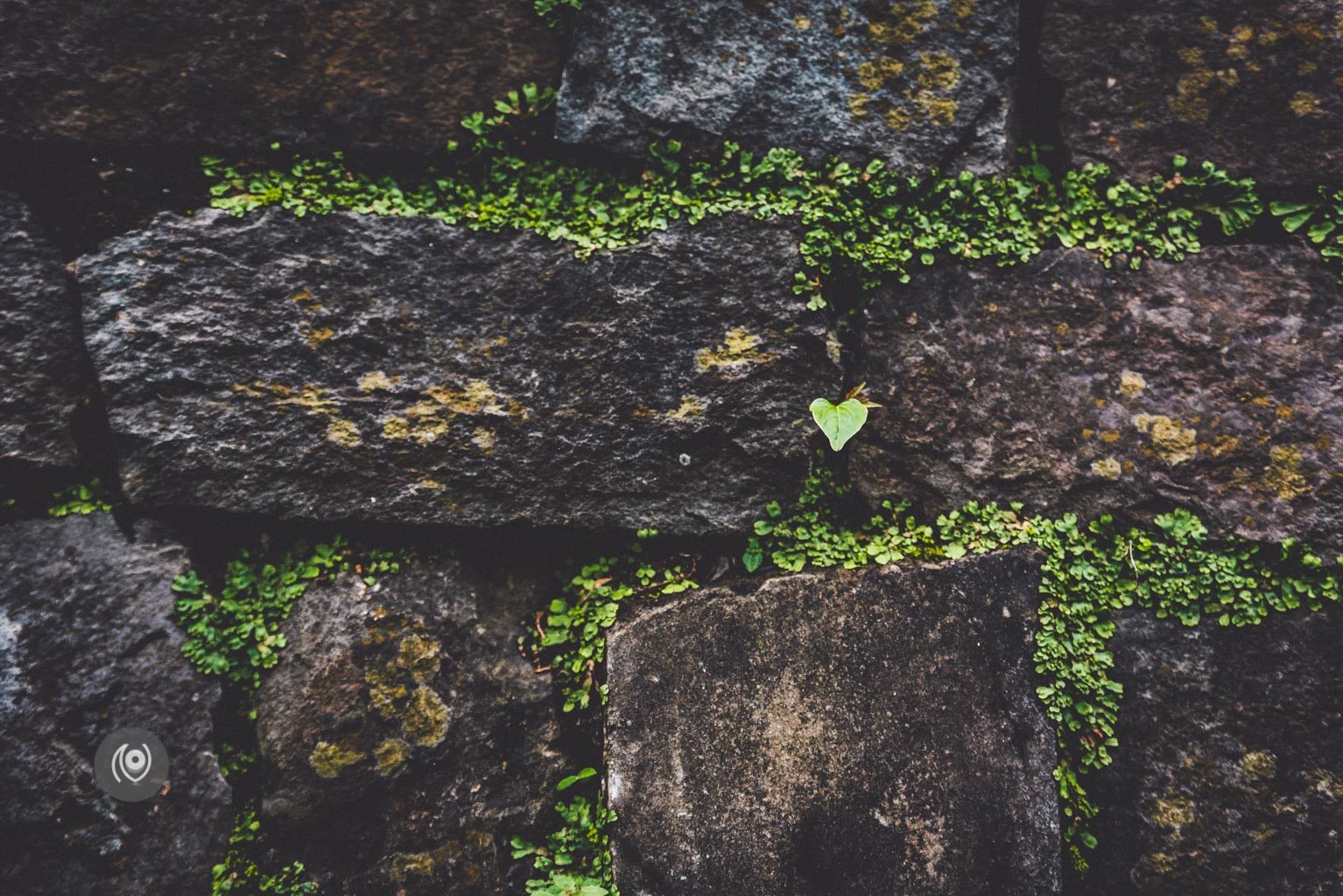 Greenery #REDHUxKASAULI #EyesForDestinations, Naina.co Luxury & Lifestyle Photographer, Blogger Storyteller