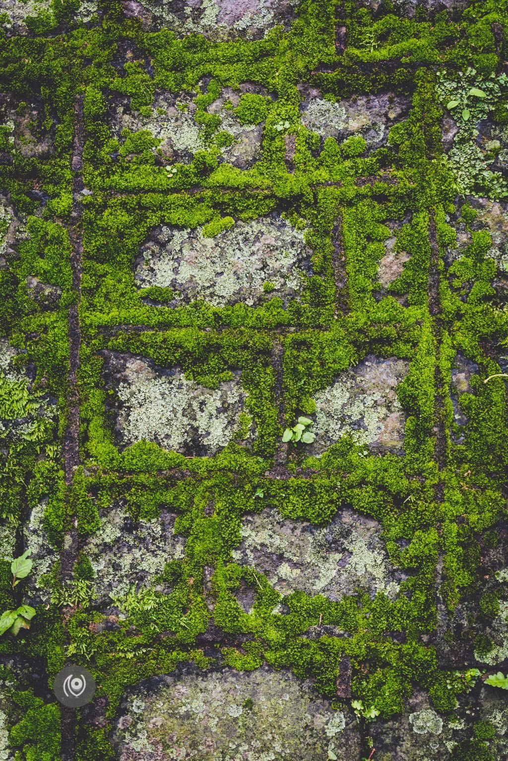 Greenery #REDHUxKASAULI #EyesForDestinations, Naina.co Luxury & Lifestyle Photographer, Blogger Storyteller