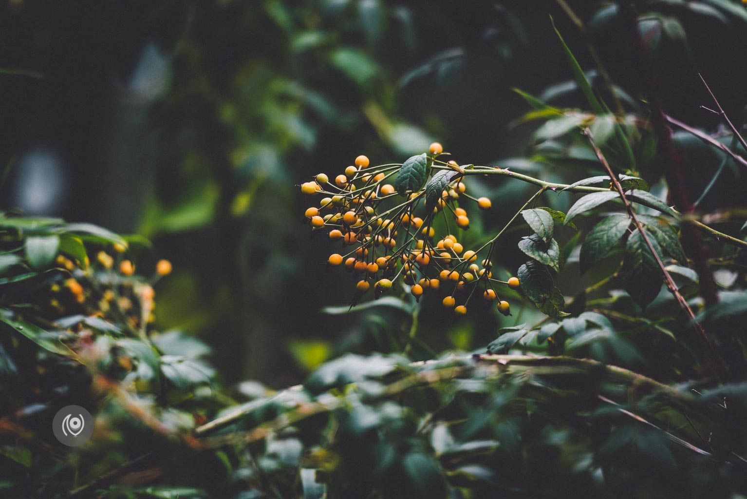 Greenery #REDHUxKASAULI #EyesForDestinations, Naina.co Luxury & Lifestyle Photographer, Blogger Storyteller