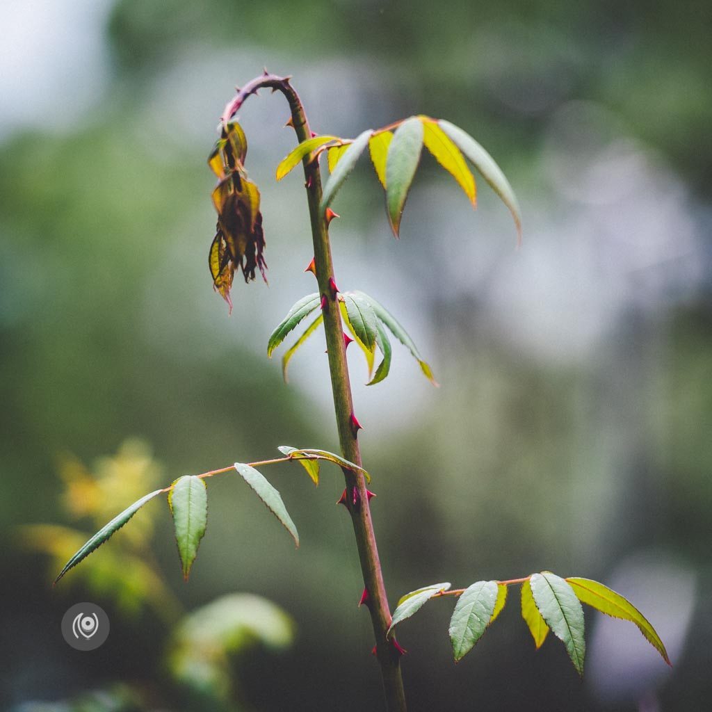 Greenery #REDHUxKASAULI #EyesForDestinations, Naina.co Luxury & Lifestyle Photographer, Blogger Storyteller