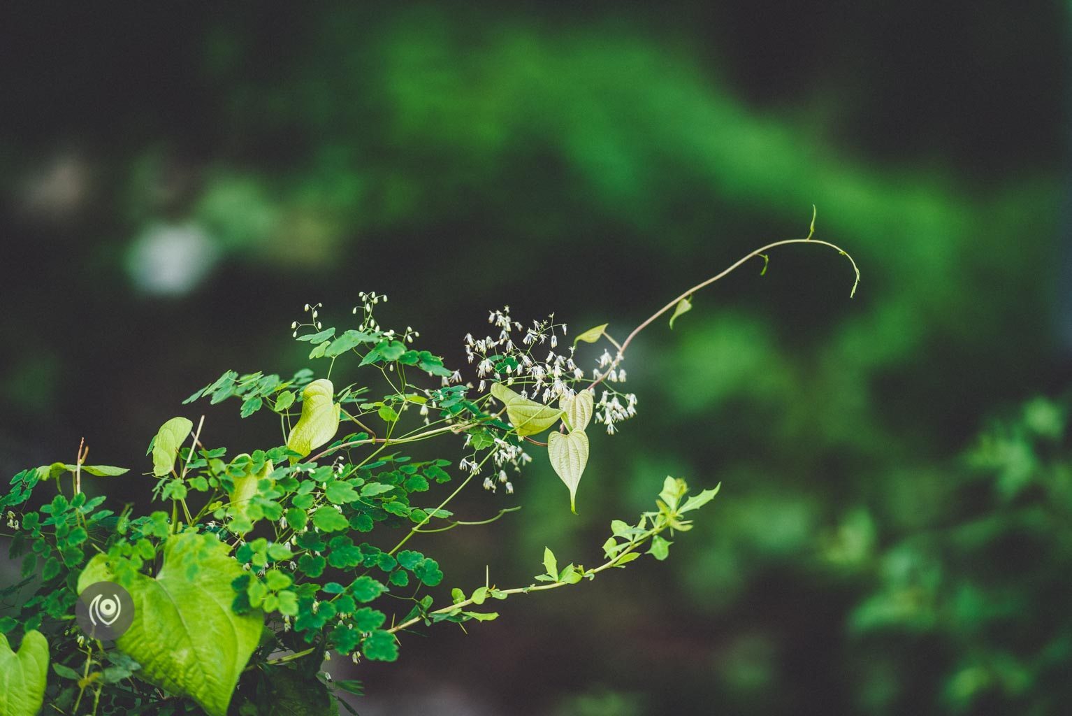 Greenery #REDHUxKASAULI #EyesForDestinations, Naina.co Luxury & Lifestyle Photographer, Blogger Storyteller