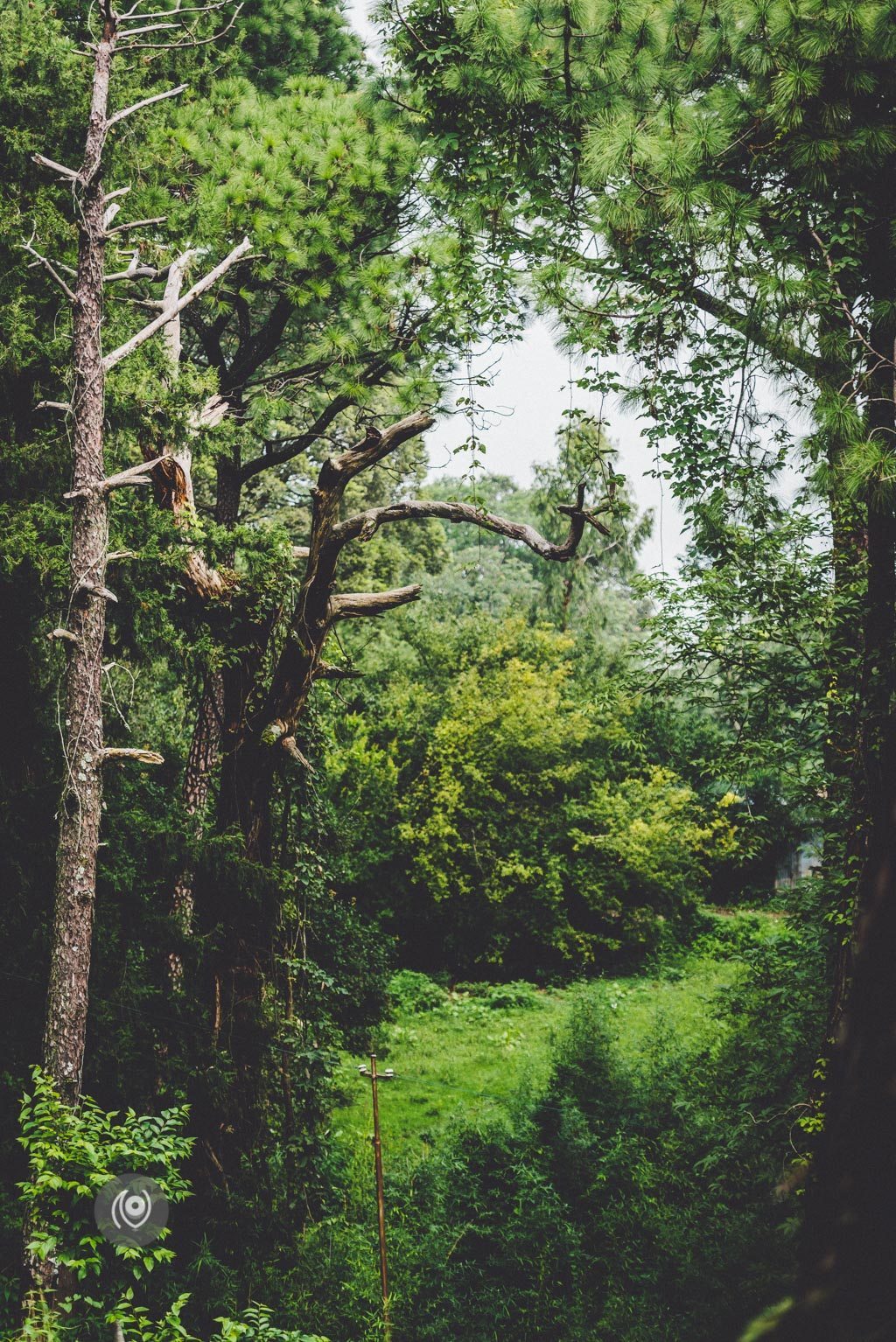 Greenery #REDHUxKASAULI #EyesForDestinations, Naina.co Luxury & Lifestyle Photographer, Blogger Storyteller