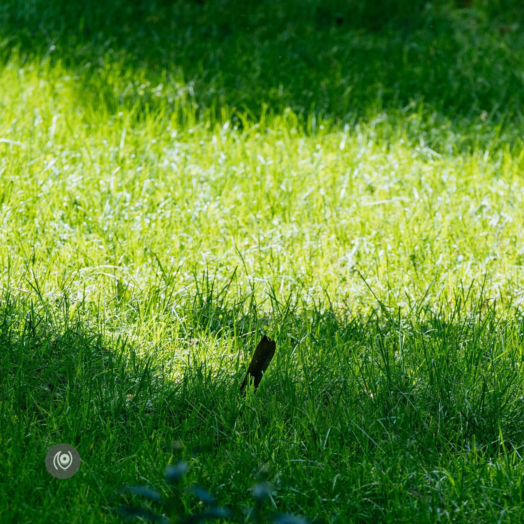 Ravens in Kashmir, EyesForDestinations, Travel, Naina.co Luxury & Lifestyle, Photographer Storyteller, Blogger.