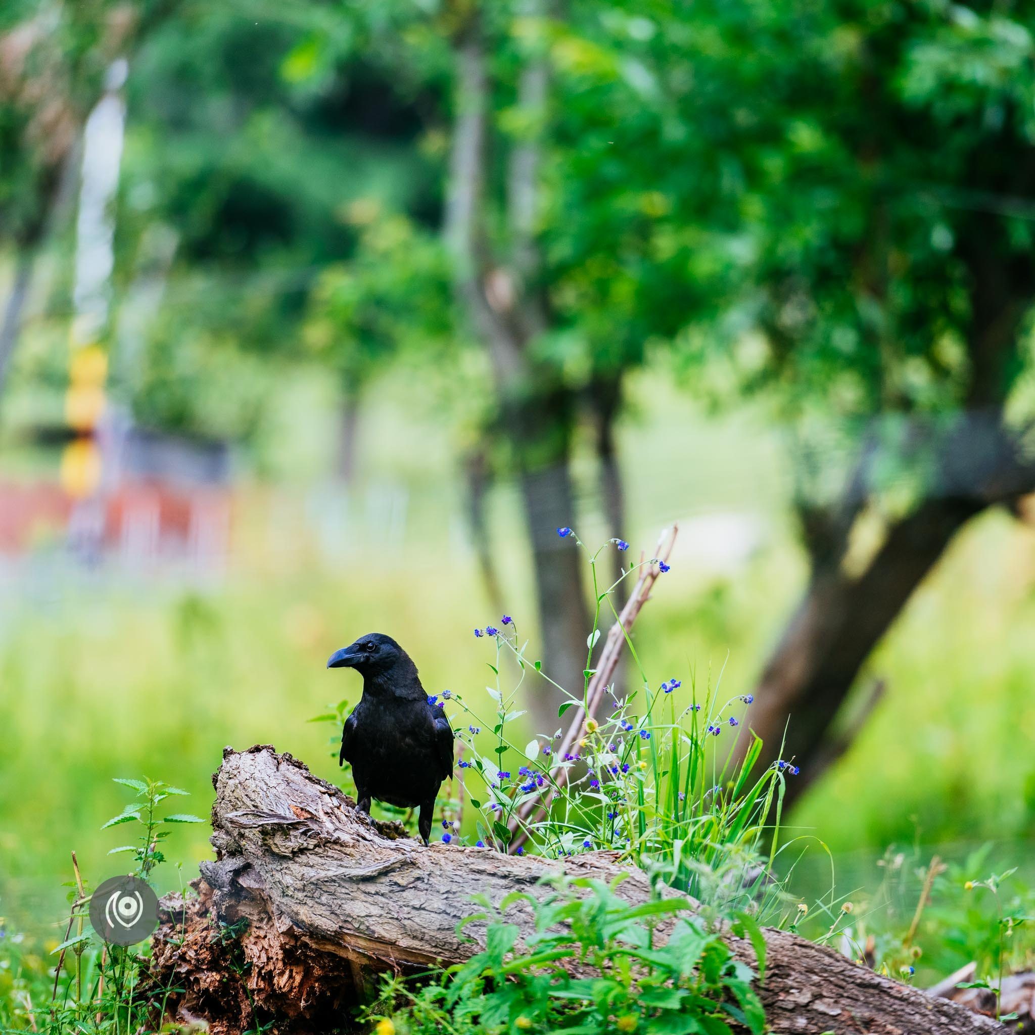 Ravens in Kashmir, EyesForDestinations, Travel, Naina.co Luxury & Lifestyle, Photographer Storyteller, Blogger.