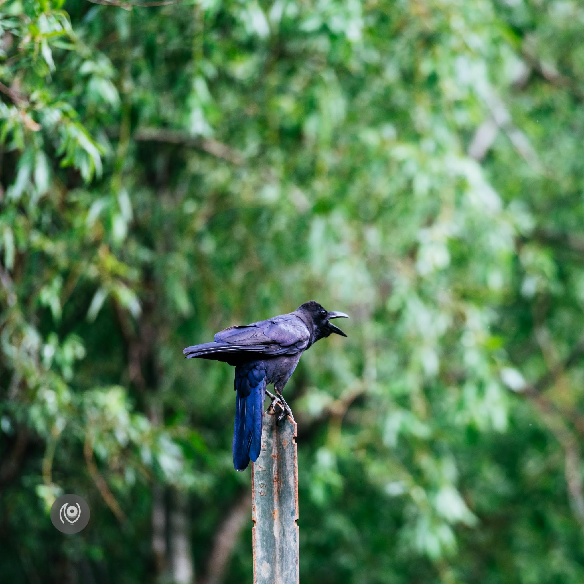 Ravens in Kashmir, EyesForDestinations, Travel, Naina.co Luxury & Lifestyle, Photographer Storyteller, Blogger.