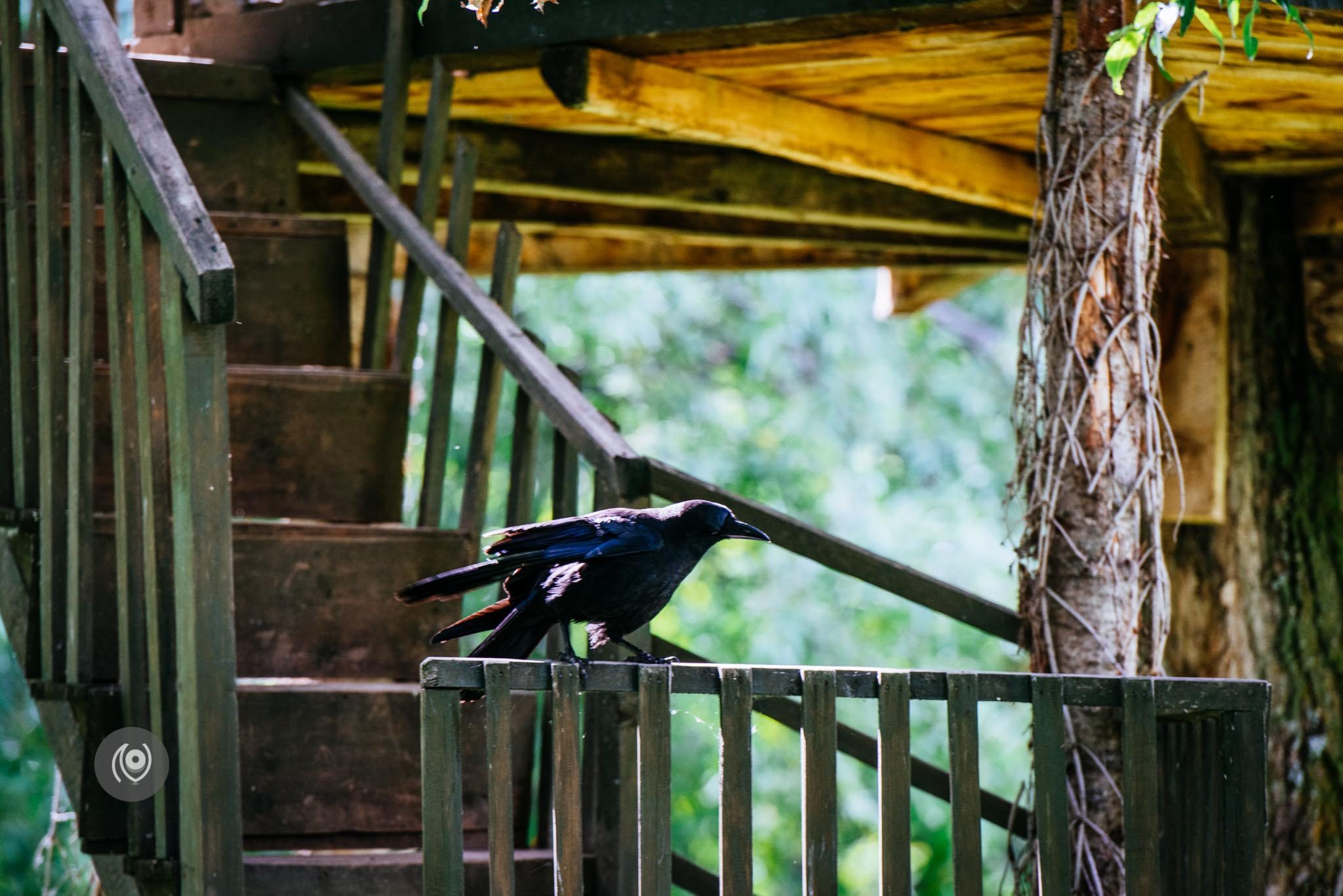 Ravens in Kashmir, EyesForDestinations, Travel, Naina.co Luxury & Lifestyle, Photographer Storyteller, Blogger.