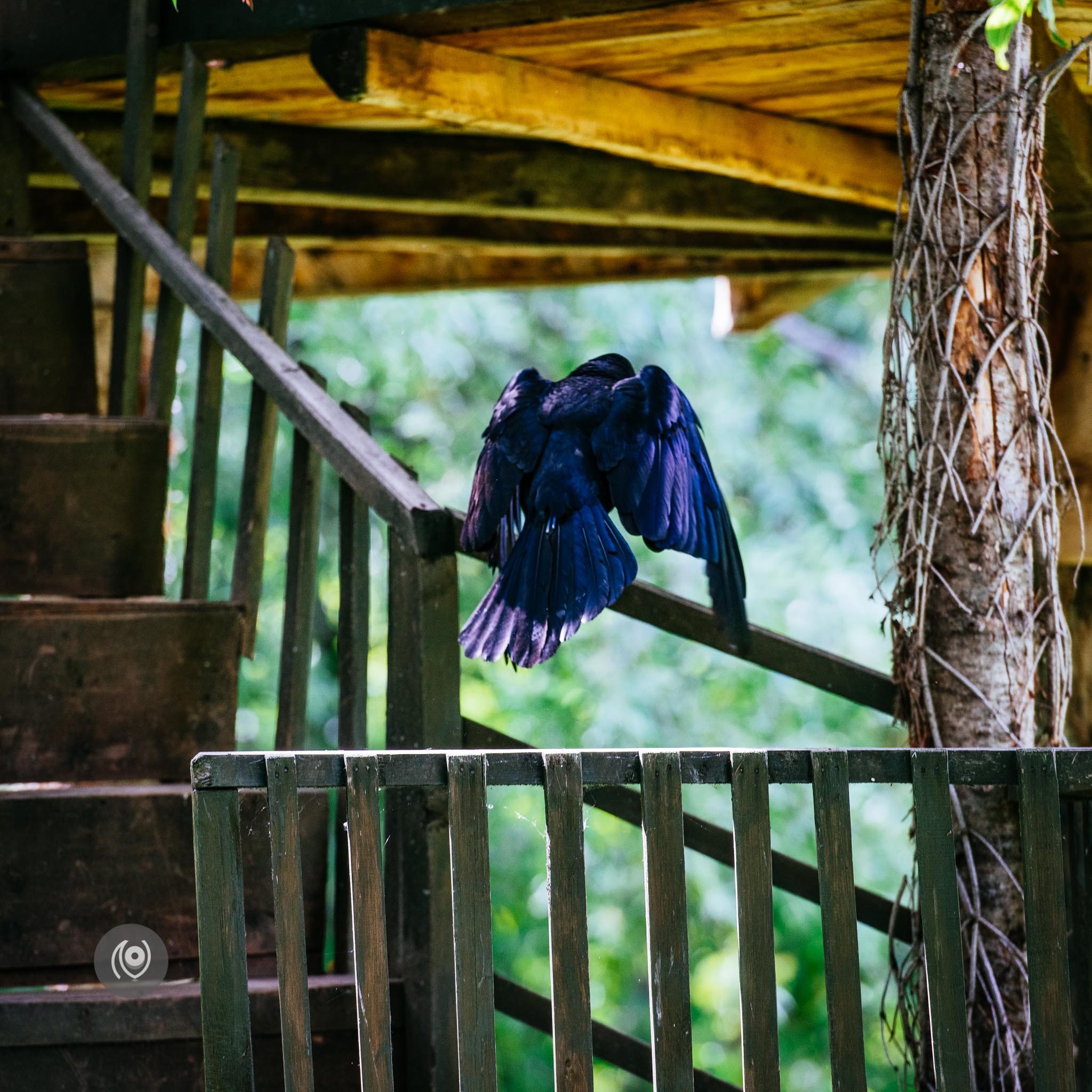 Ravens in Kashmir, EyesForDestinations, Travel, Naina.co Luxury & Lifestyle, Photographer Storyteller, Blogger.