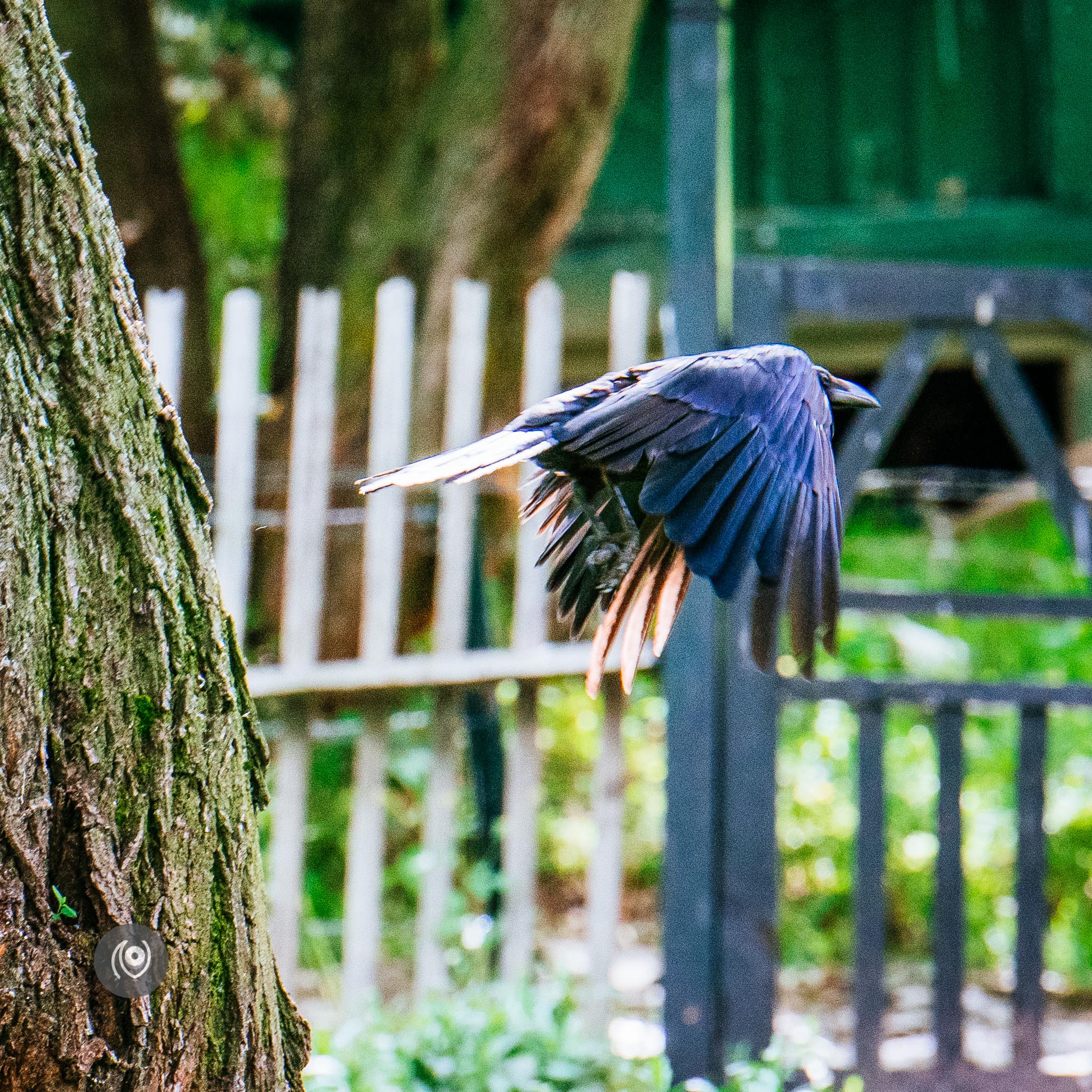 Ravens in Kashmir, EyesForDestinations, Travel, Naina.co Luxury & Lifestyle, Photographer Storyteller, Blogger.