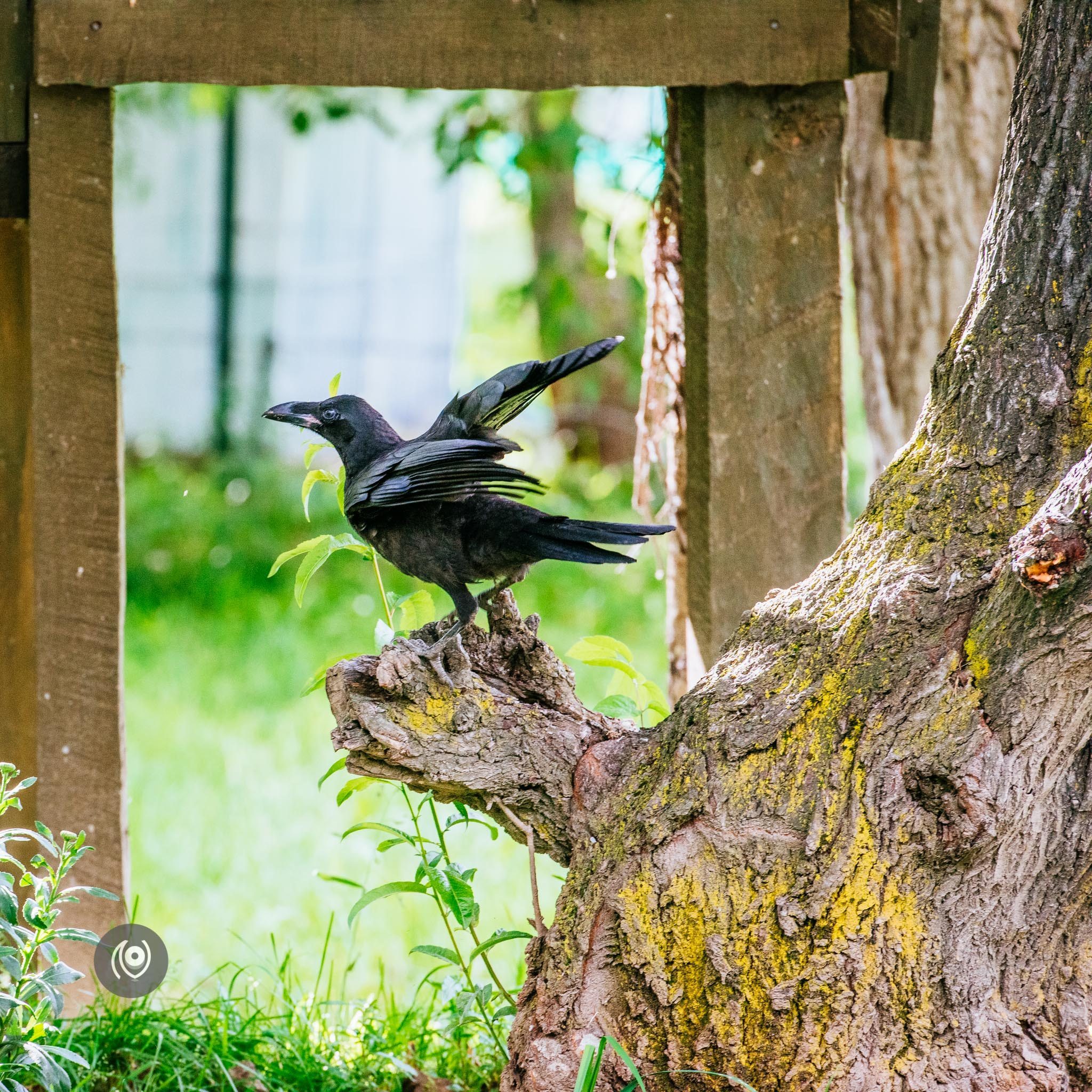 Ravens in Kashmir, EyesForDestinations, Travel, Naina.co Luxury & Lifestyle, Photographer Storyteller, Blogger.