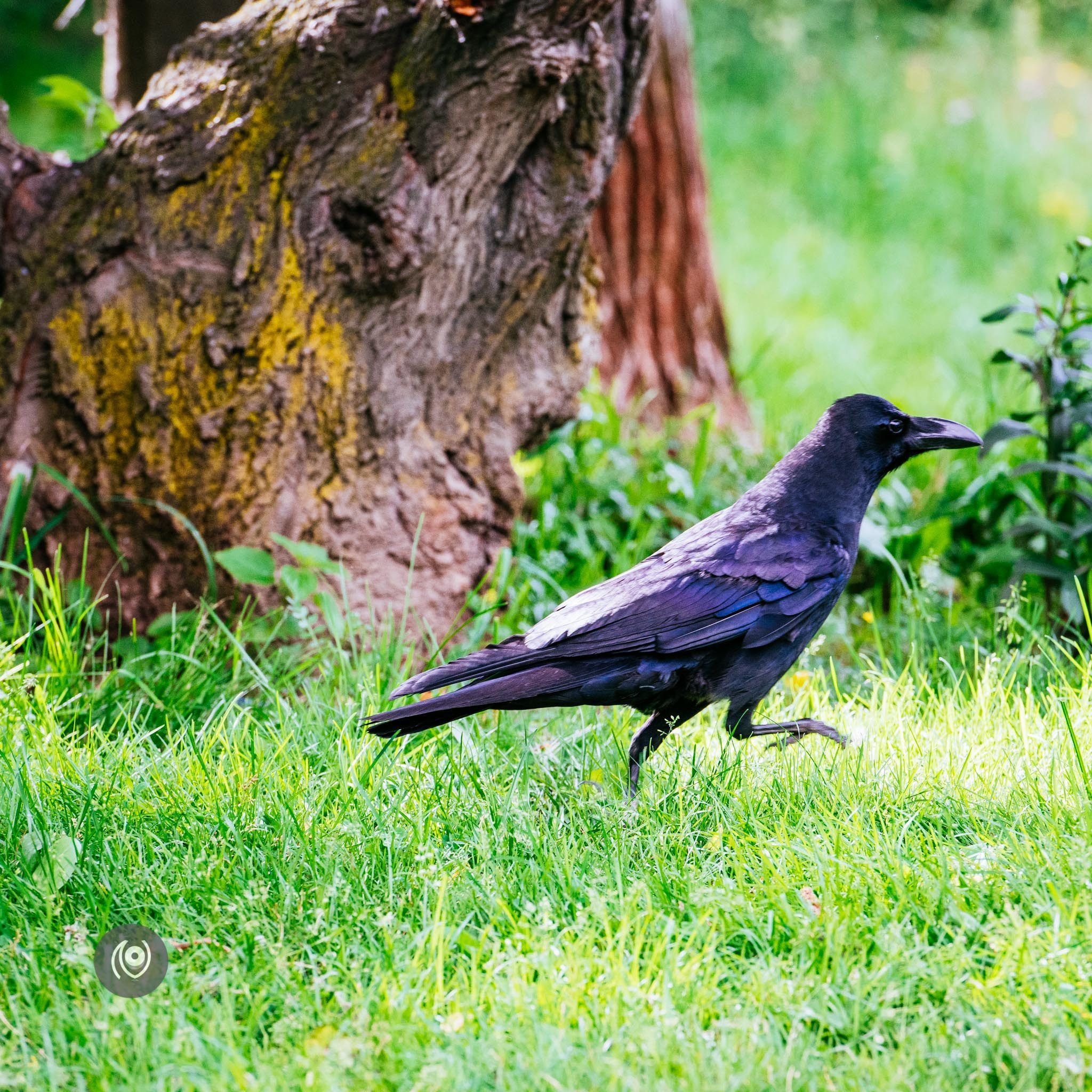 Ravens in Kashmir, EyesForDestinations, Travel, Naina.co Luxury & Lifestyle, Photographer Storyteller, Blogger.