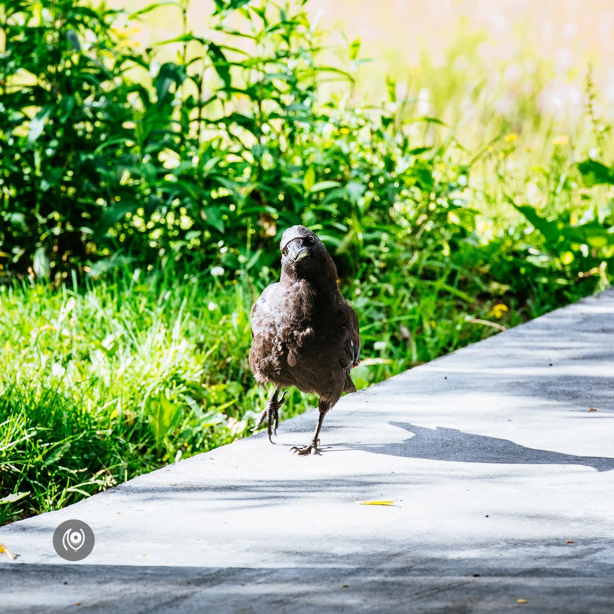 Ravens in Kashmir, EyesForDestinations, Travel, Naina.co Luxury & Lifestyle, Photographer Storyteller, Blogger.