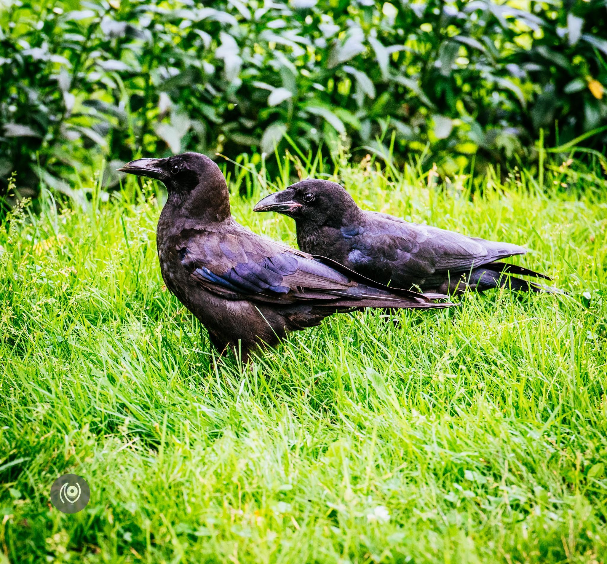 Ravens in Kashmir, EyesForDestinations, Travel, Naina.co Luxury & Lifestyle, Photographer Storyteller, Blogger.