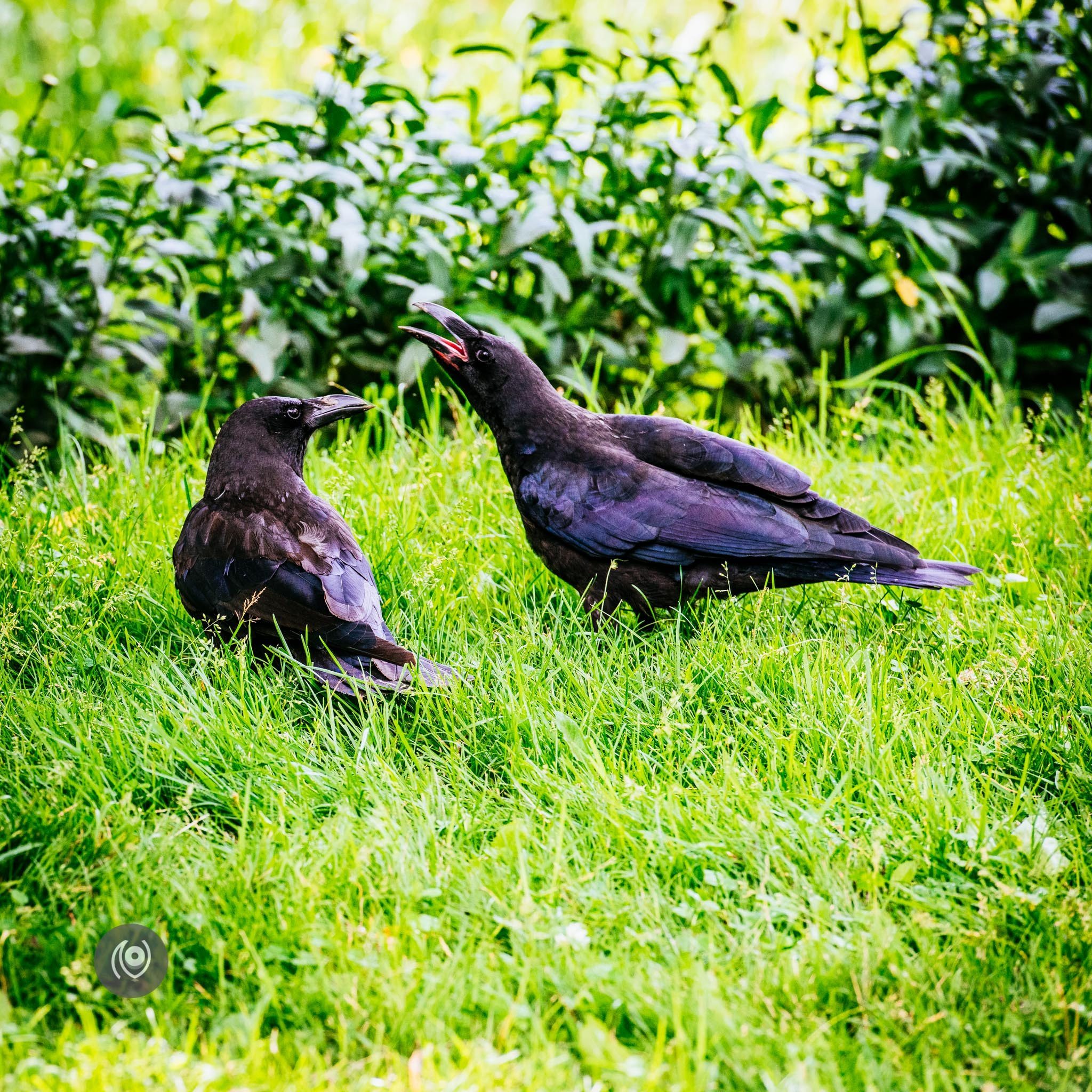 Ravens in Kashmir, EyesForDestinations, Travel, Naina.co Luxury & Lifestyle, Photographer Storyteller, Blogger.