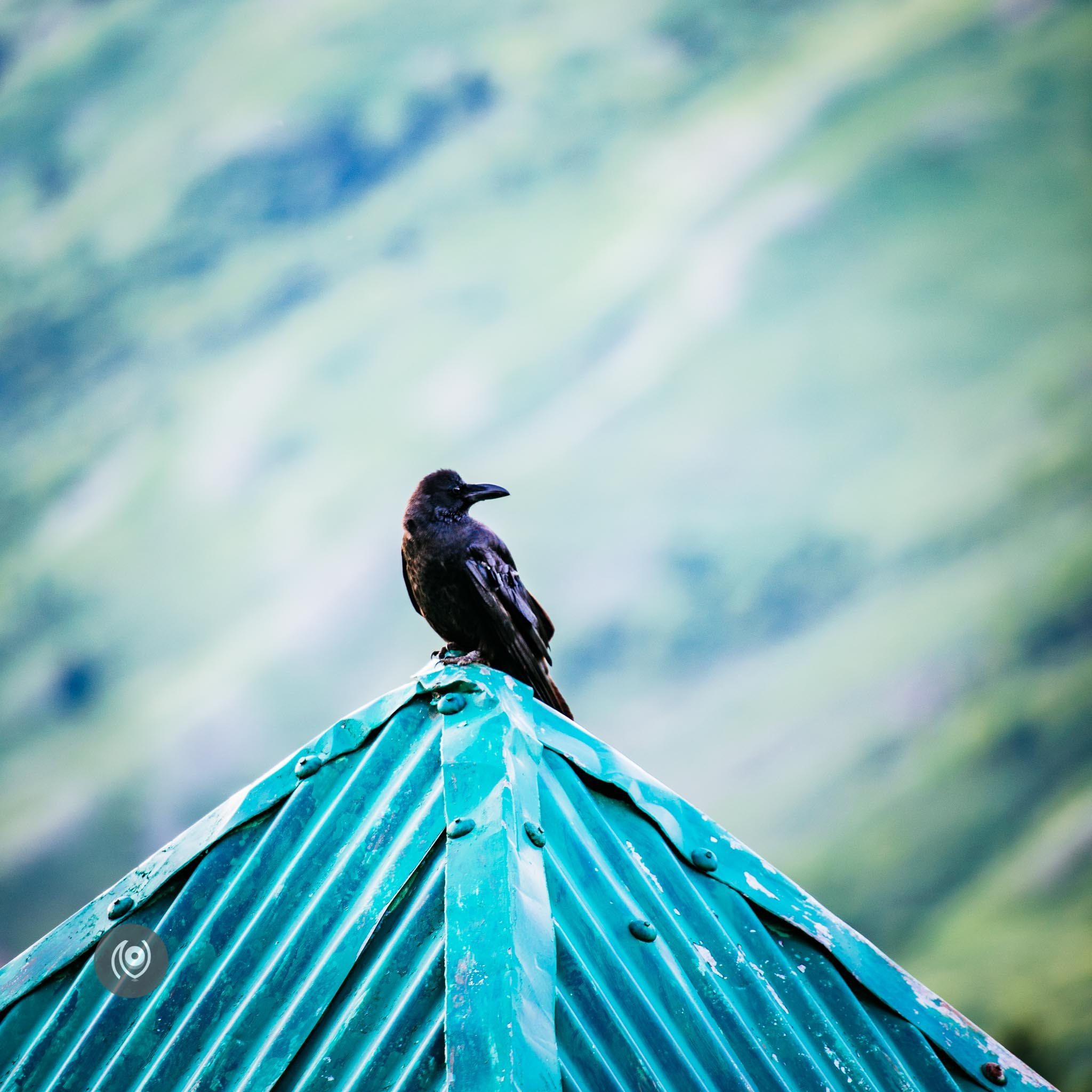 Ravens in Kashmir, EyesForDestinations, Travel, Naina.co Luxury & Lifestyle, Photographer Storyteller, Blogger.