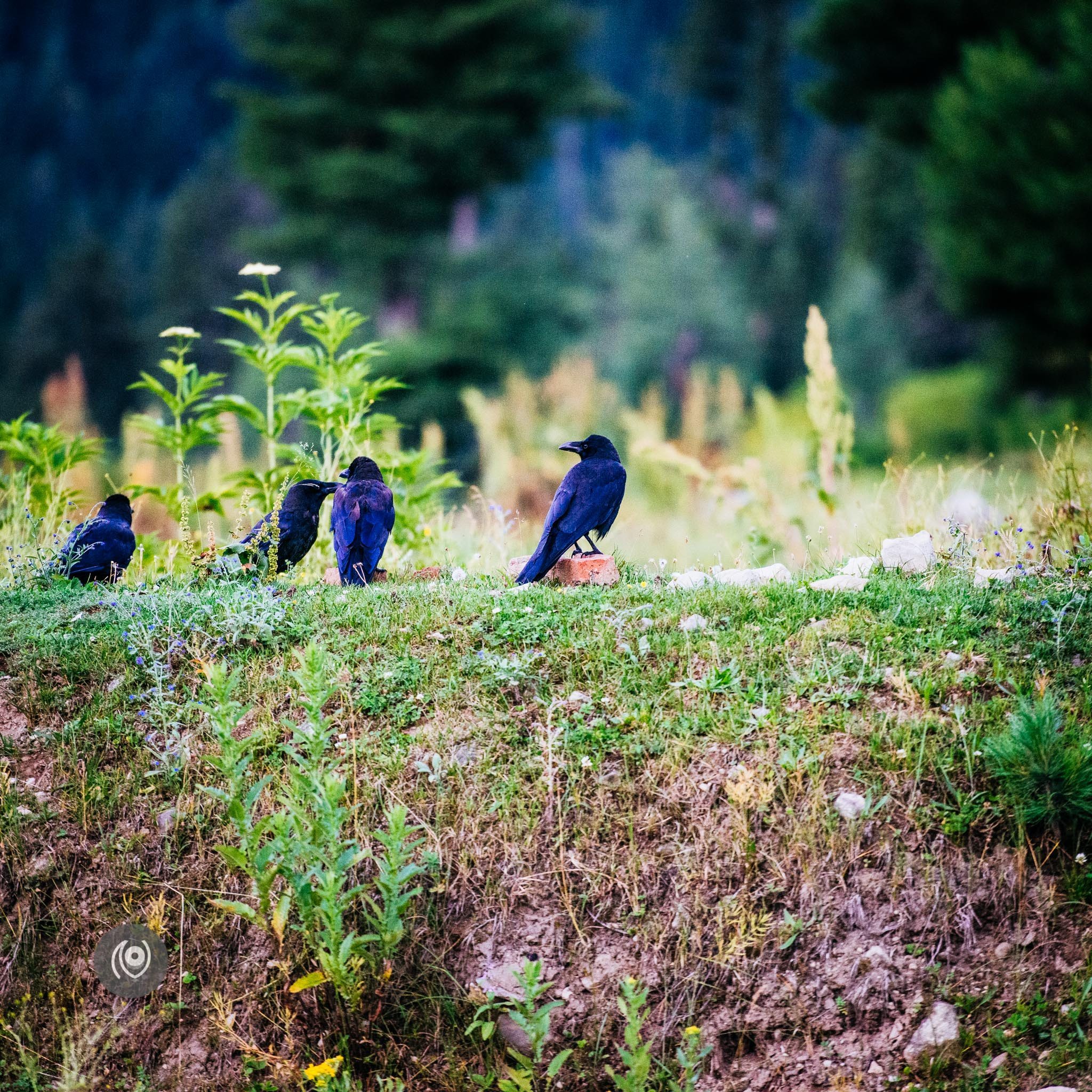 Ravens in Kashmir, EyesForDestinations, Travel, Naina.co Luxury & Lifestyle, Photographer Storyteller, Blogger.
