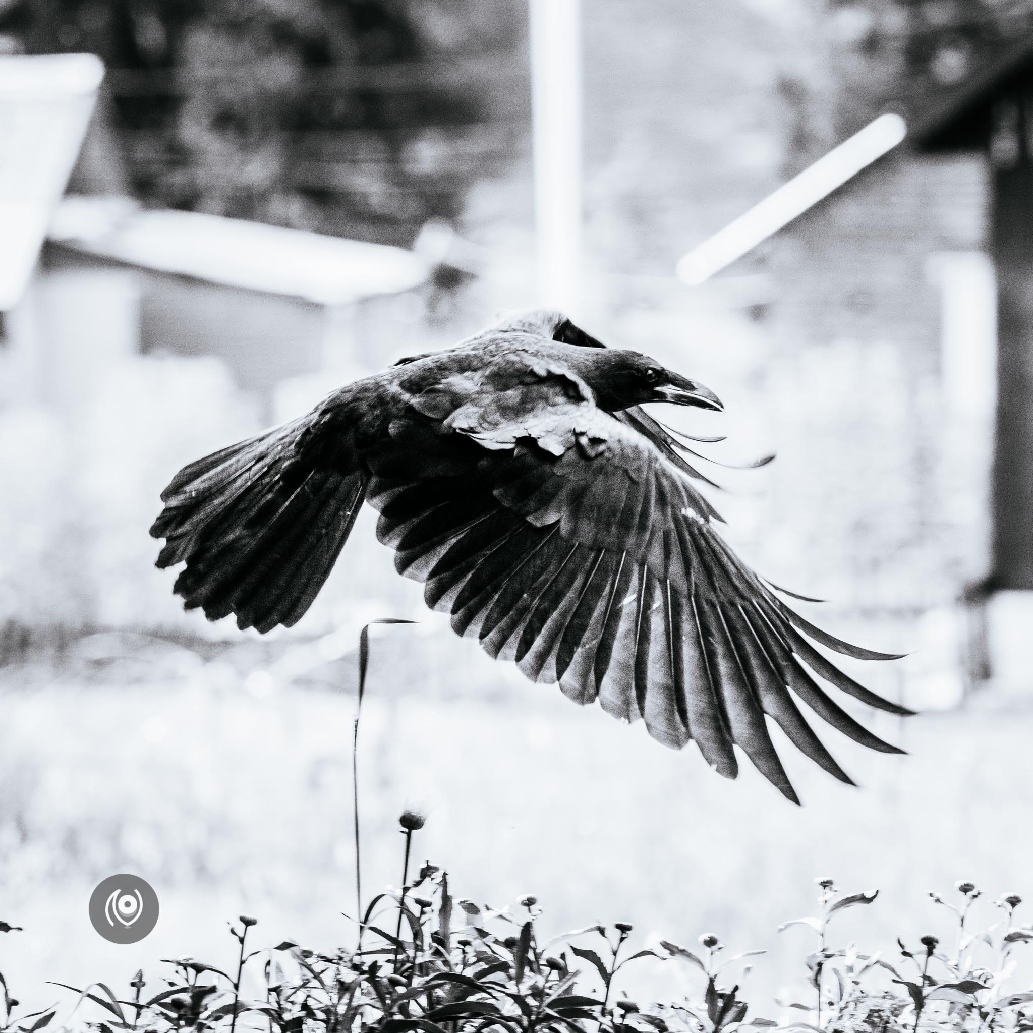 Ravens in Kashmir, EyesForDestinations, Travel, Naina.co Luxury & Lifestyle, Photographer Storyteller, Blogger.