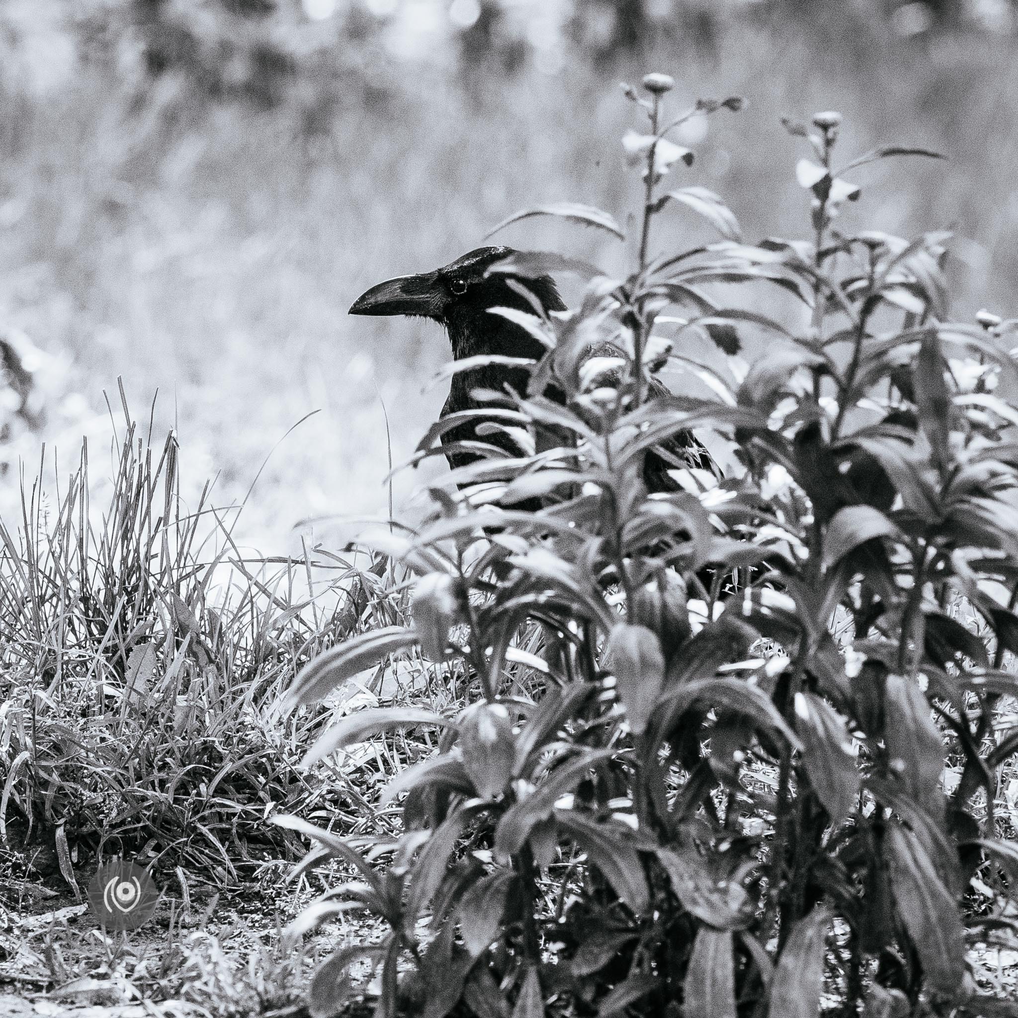 Ravens in Kashmir, EyesForDestinations, Travel, Naina.co Luxury & Lifestyle, Photographer Storyteller, Blogger.