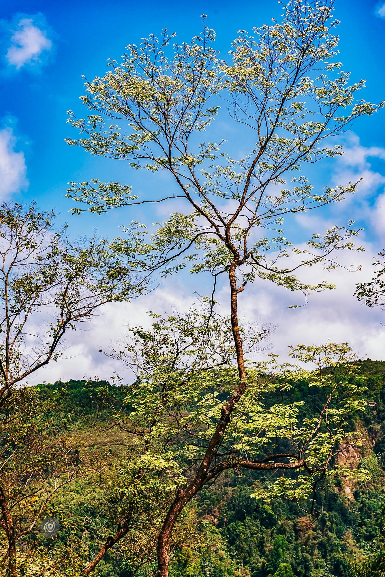 Landscape, #EyesForArunachal, Naina.co, Luxury Photographer, Lifestyle Photographer, Travel Photographer, Fashion Photographer, Naina Redhu, #EyesForDestinations, #EyesForIndia, Destination Photographer, India, Arunachal Pradesh, Experience Collector, Photo Story, Visual Experience Collector, Aalong, Aalo, Menchukha, Dorjeeling, Yorlung