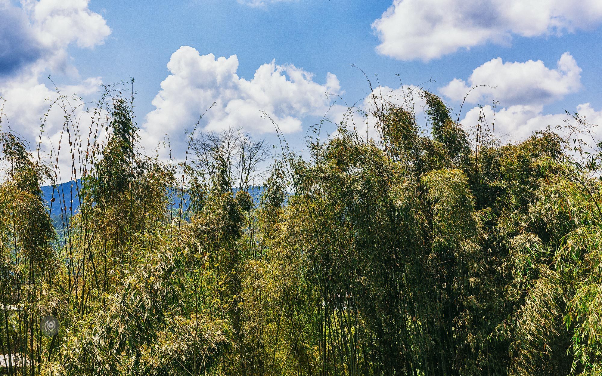 Landscape, #EyesForArunachal, Naina.co, Luxury Photographer, Lifestyle Photographer, Travel Photographer, Fashion Photographer, Naina Redhu, #EyesForDestinations, #EyesForIndia, Destination Photographer, India, Arunachal Pradesh, Experience Collector, Photo Story, Visual Experience Collector, Aalong, Aalo, Menchukha, Dorjeeling, Yorlung