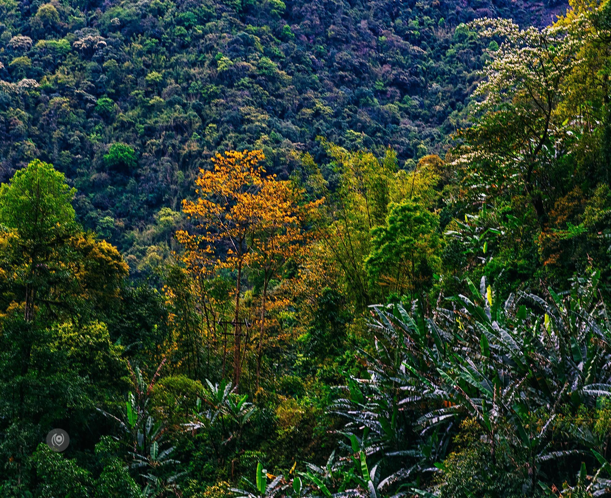 Landscape, #EyesForArunachal, Naina.co, Luxury Photographer, Lifestyle Photographer, Travel Photographer, Fashion Photographer, Naina Redhu, #EyesForDestinations, #EyesForIndia, Destination Photographer, India, Arunachal Pradesh, Experience Collector, Photo Story, Visual Experience Collector, Aalong, Aalo, Menchukha, Dorjeeling, Yorlung