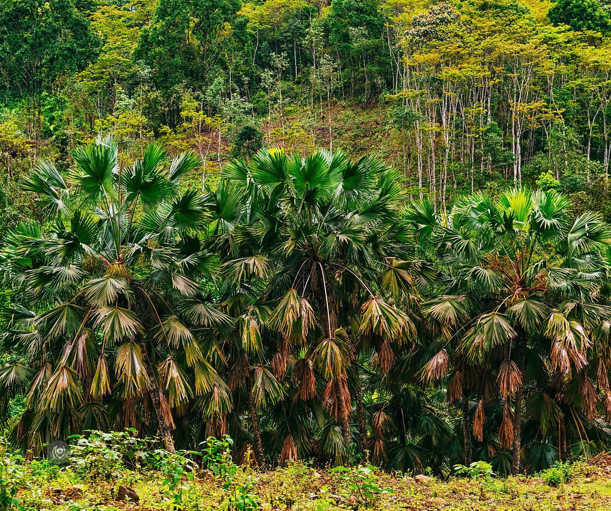 Landscape, #EyesForArunachal, Naina.co, Luxury Photographer, Lifestyle Photographer, Travel Photographer, Fashion Photographer, Naina Redhu, #EyesForDestinations, #EyesForIndia, Destination Photographer, India, Arunachal Pradesh, Experience Collector, Photo Story, Visual Experience Collector, Aalong, Aalo, Menchukha, Dorjeeling, Yorlung