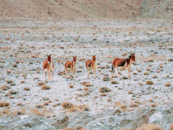 Naina.co, #Landscape, #EyesForDestinations, Ladakh, Leh, India, Travel, Professional Photographer, Photo Prints, #EyesforIndia, Wild Animals, Wild Ass, Fox, Asses, Mountains, Mountain Ranges, Travel Photographer, Lifestyle Photographer, Luxury Photographer, Travel Blogger, Lifestyle Blogger, Luxury Blogger, Blogger