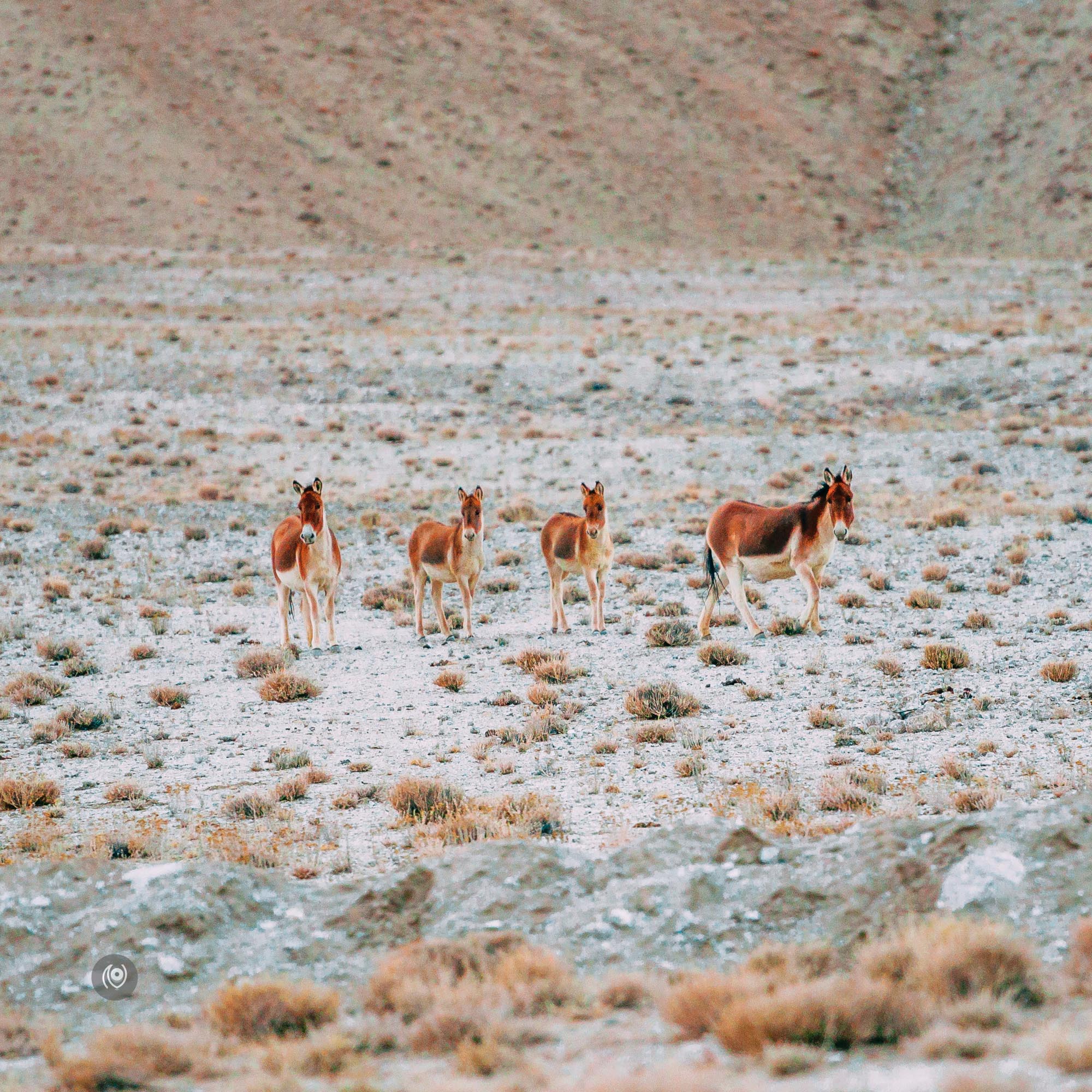 Naina.co, #Landscape, #EyesForDestinations, Ladakh, Leh, India, Travel, Professional Photographer, Photo Prints, #EyesforIndia, Wild Animals, Wild Ass, Fox, Asses, Mountains, Mountain Ranges, Travel Photographer, Lifestyle Photographer, Luxury Photographer, Travel Blogger, Lifestyle Blogger, Luxury Blogger, Blogger