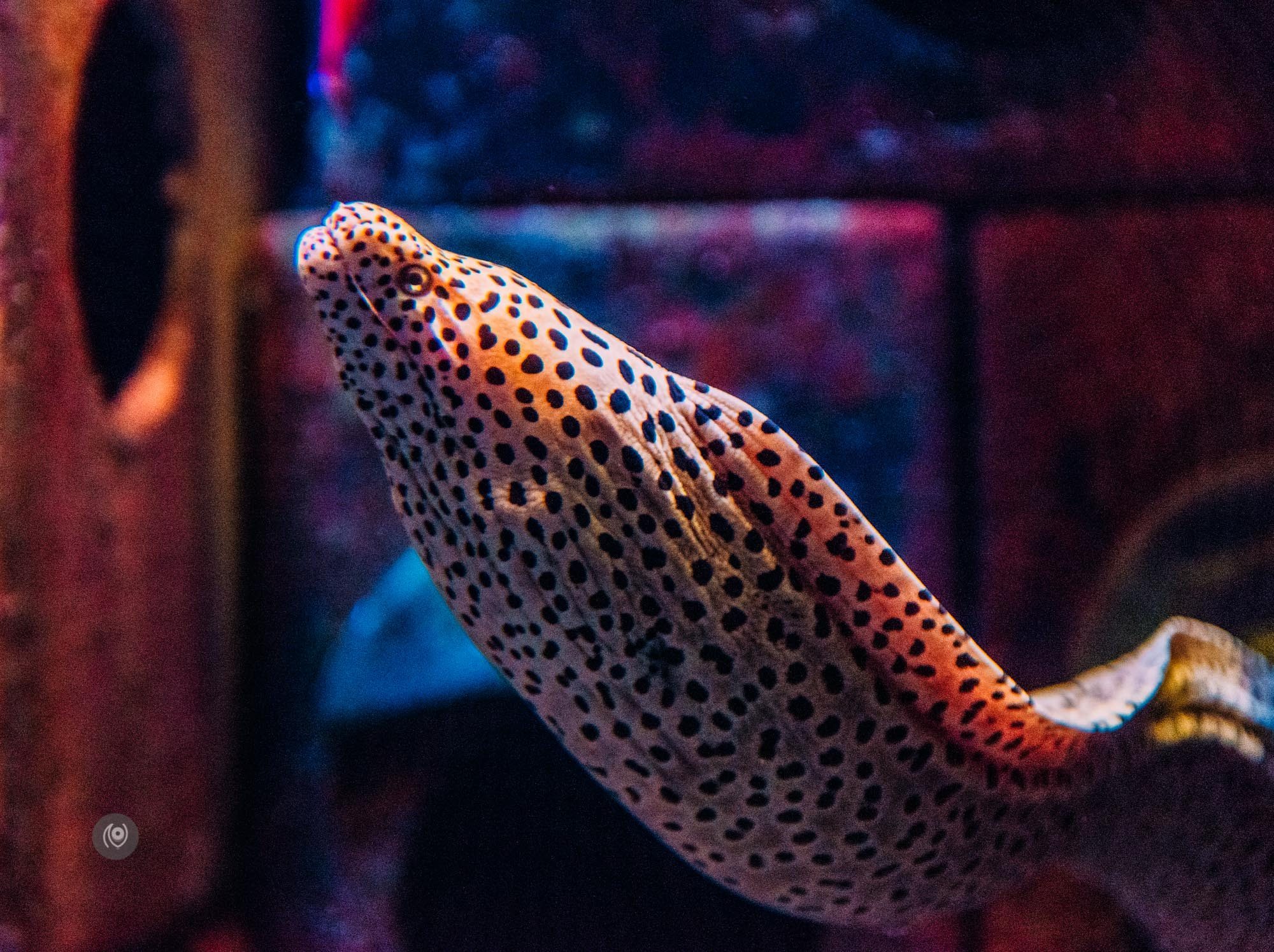 Naina.co, #EmiratesHolidays, #REDHUxEmirates, #EyesForDubai, Atlantis The Palm, Atlantis Resort, Atlantis Hotel, UAE, Dubai, Travel Photographer, Travel Blogger, #EyesForLuxury, #EyesForLifestyle, Experience Collector, Middle East, DXB, Holiday, Naina Redhu, Professional Photographer, Aquarium, Arabian Adventures, The Lost Chambers, Sea Creatures, Fish, Water World, Sting Ray, Crustaceans, Jellyfish