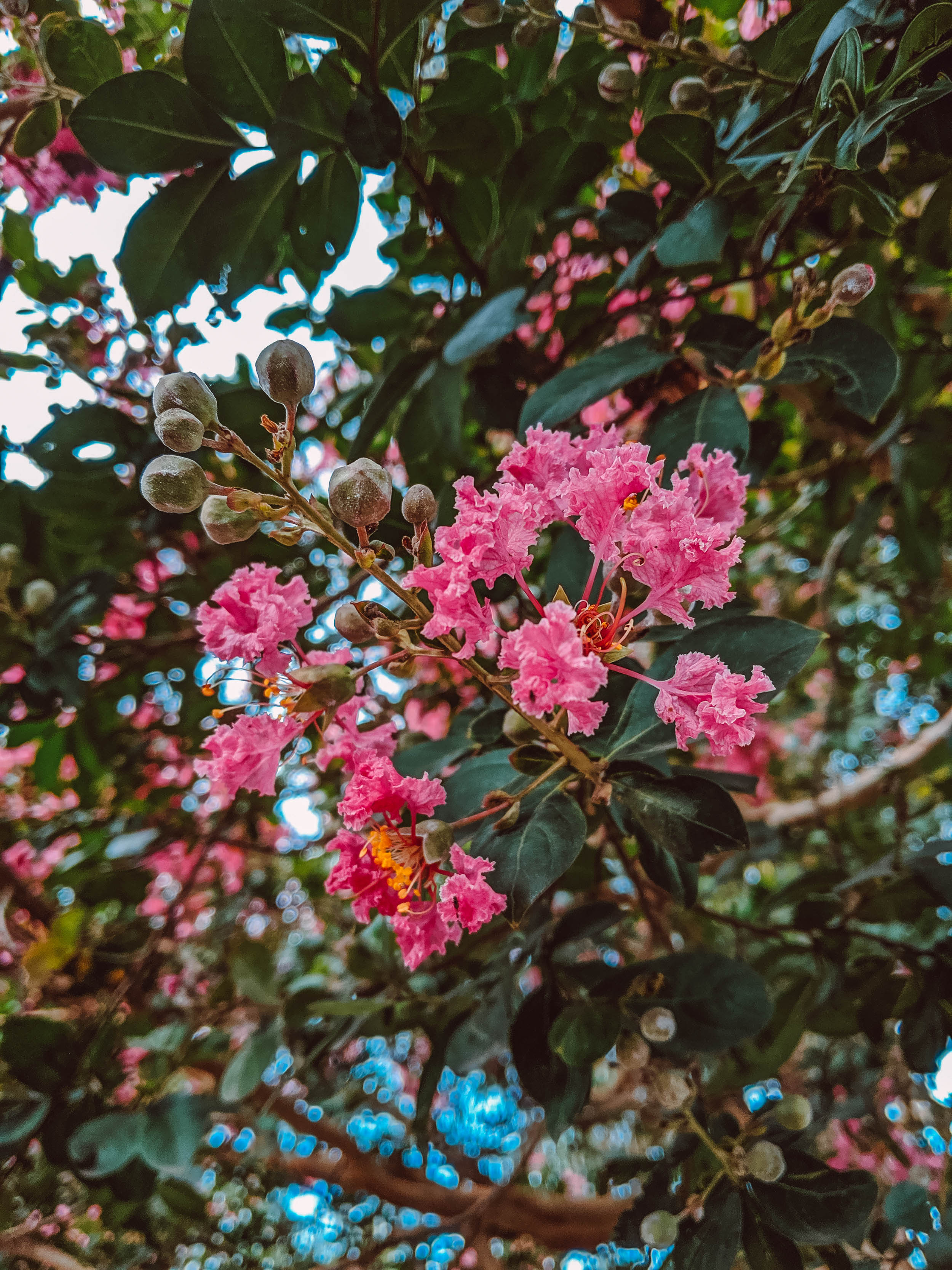 #EyesForDestinations, #EyesForIndia, #NAINAxRanikhet, Destination Photography, Landscape Photographer, Naina Redhu, Naina.co, Professional Photographer, Ranikhet, The Queen's Meadow, Uttarakhand, Family Vacation, Annual Vacation, Hills, Indian Hills, Hills in India, Photographer India, Blogger India, Travel Photographer, Travel Blogger, Photo Album