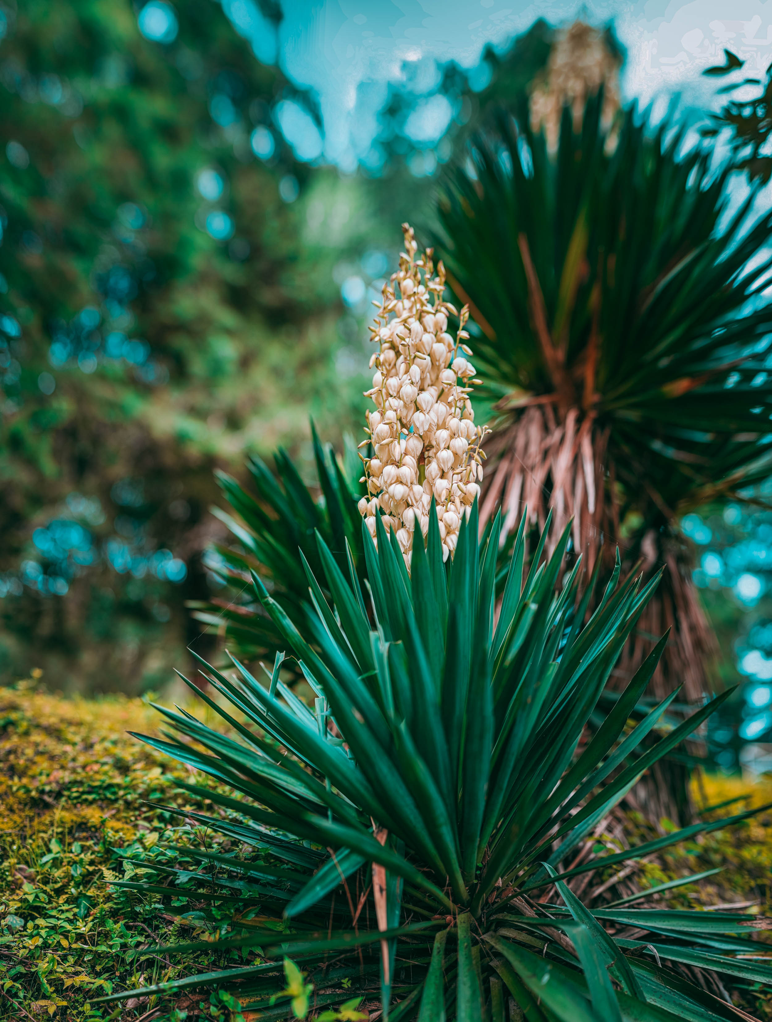 #EyesForDestinations, #EyesForIndia, #NAINAxRanikhet, architecture photography, Destination Photography, Landscape Photographer, Large Format Plate, naina redhu, naina.co, objects of vacation, professional photographer, ranikhet, Ranikhet Movie Theater, Square Format, The Queen's Meadow, uttarakhand, vacation objects, vacationobjects, plants, flowers, greenery, colours