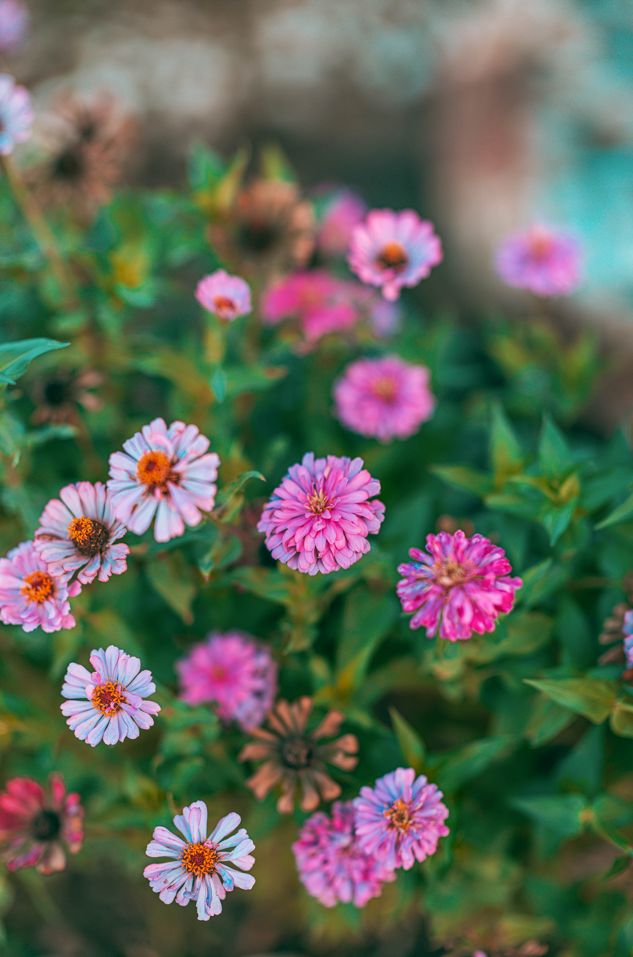 #EyesForDestinations, #EyesForIndia, #NAINAxRanikhet, architecture photography, Destination Photography, Landscape Photographer, Large Format Plate, naina redhu, naina.co, objects of vacation, professional photographer, ranikhet, Ranikhet Movie Theater, Square Format, The Queen's Meadow, uttarakhand, vacation objects, vacationobjects, plants, flowers, greenery, colours