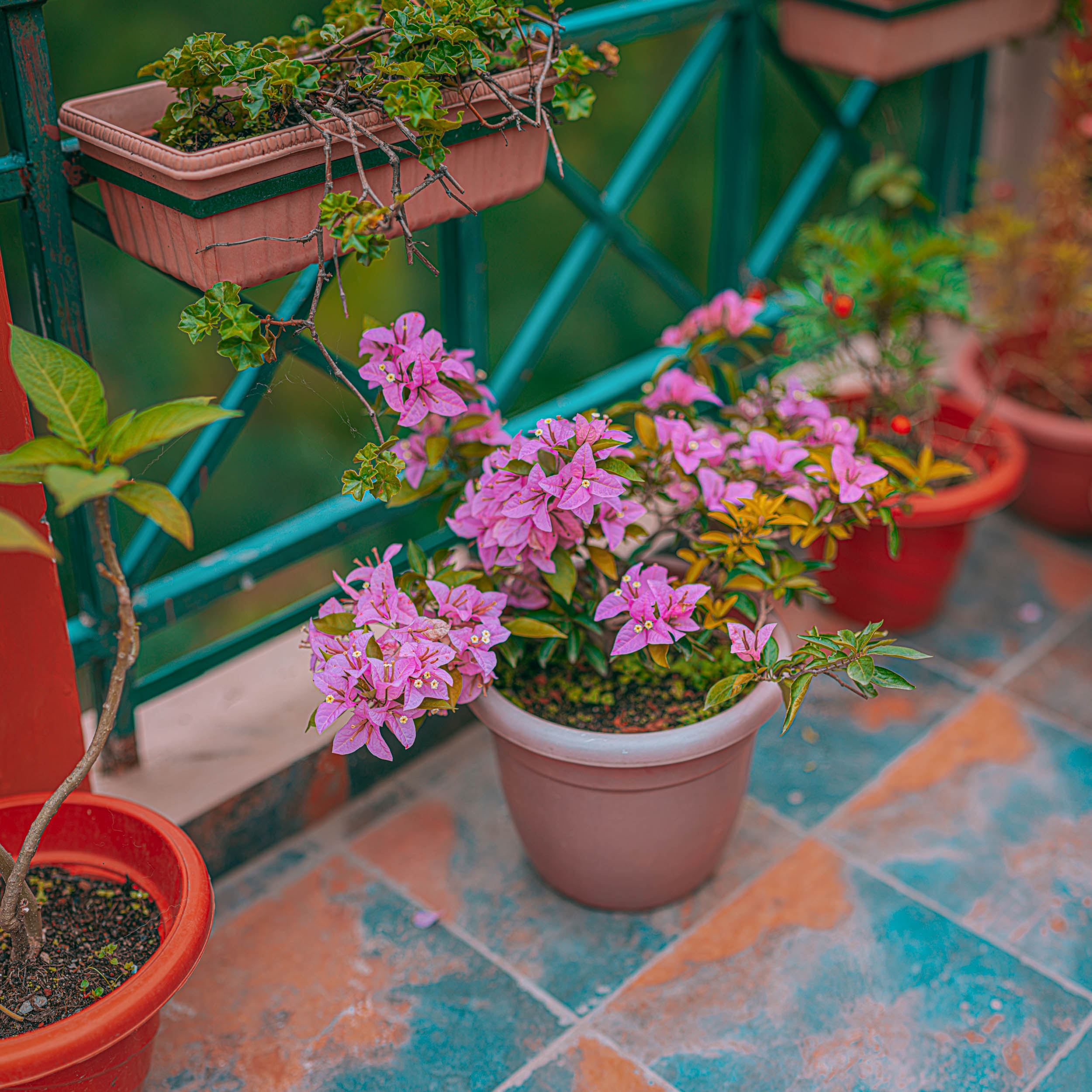 #EyesForDestinations, #EyesForIndia, #NAINAxRanikhet, architecture photography, Destination Photography, Landscape Photographer, Large Format Plate, naina redhu, naina.co, objects of vacation, professional photographer, ranikhet, Ranikhet Movie Theater, Square Format, The Queen's Meadow, uttarakhand, vacation objects, vacationobjects, plants, flowers, greenery, colours