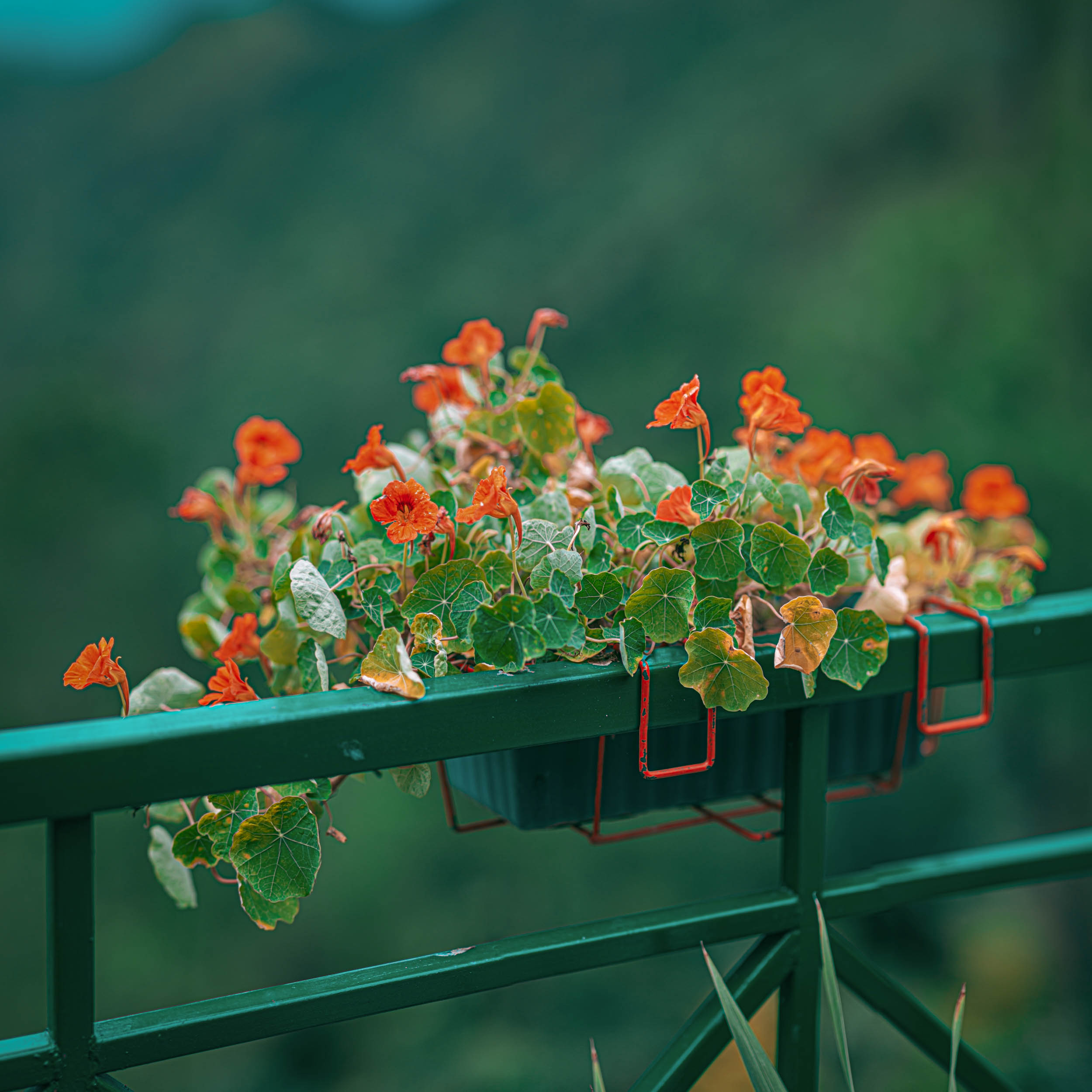 #EyesForDestinations, #EyesForIndia, #NAINAxRanikhet, architecture photography, Destination Photography, Landscape Photographer, Large Format Plate, naina redhu, naina.co, objects of vacation, professional photographer, ranikhet, Ranikhet Movie Theater, Square Format, The Queen's Meadow, uttarakhand, vacation objects, vacationobjects, plants, flowers, greenery, colours