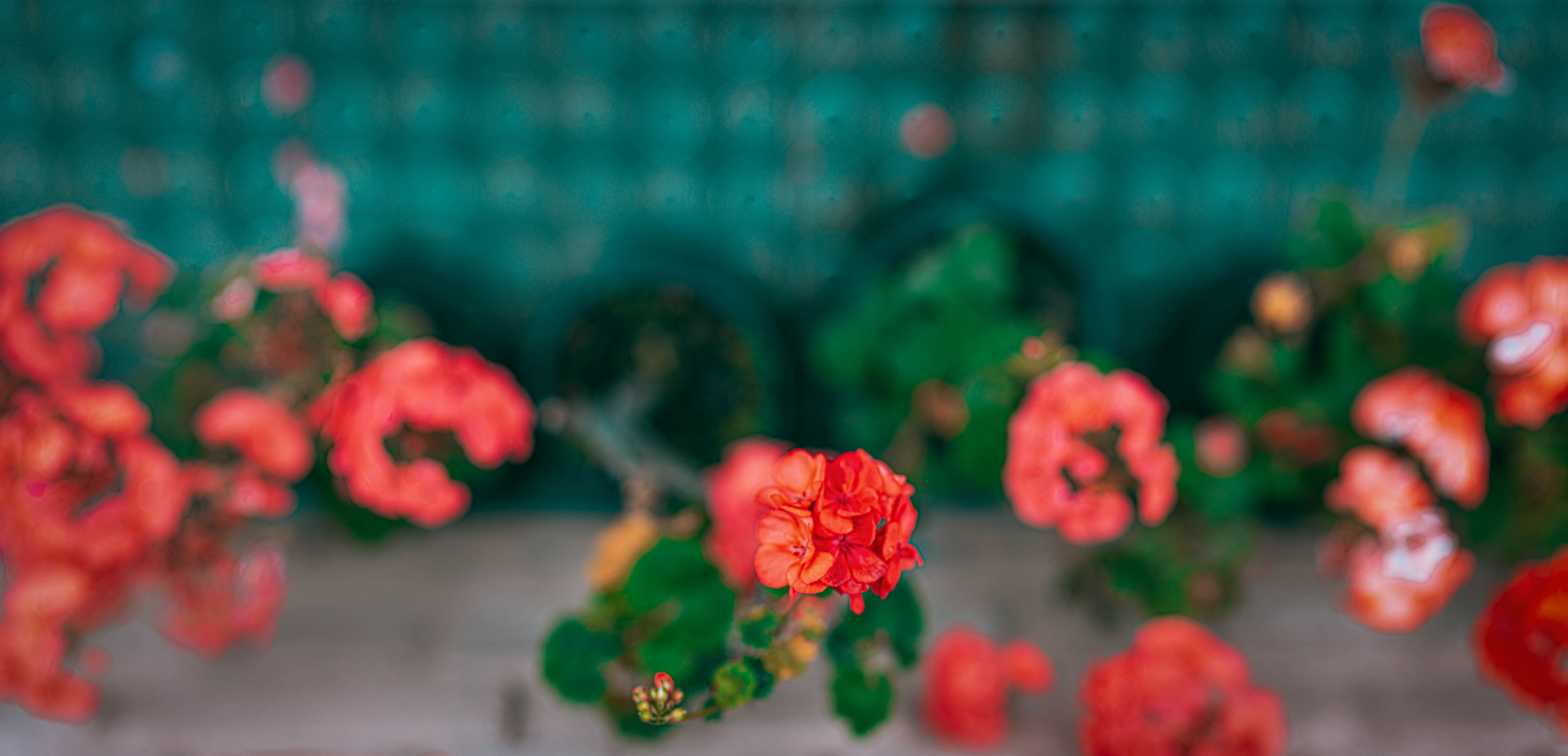 #EyesForDestinations, #EyesForIndia, #NAINAxRanikhet, architecture photography, Destination Photography, Landscape Photographer, Large Format Plate, naina redhu, naina.co, objects of vacation, professional photographer, ranikhet, Ranikhet Movie Theater, Square Format, The Queen's Meadow, uttarakhand, vacation objects, vacationobjects, plants, flowers, greenery, colours