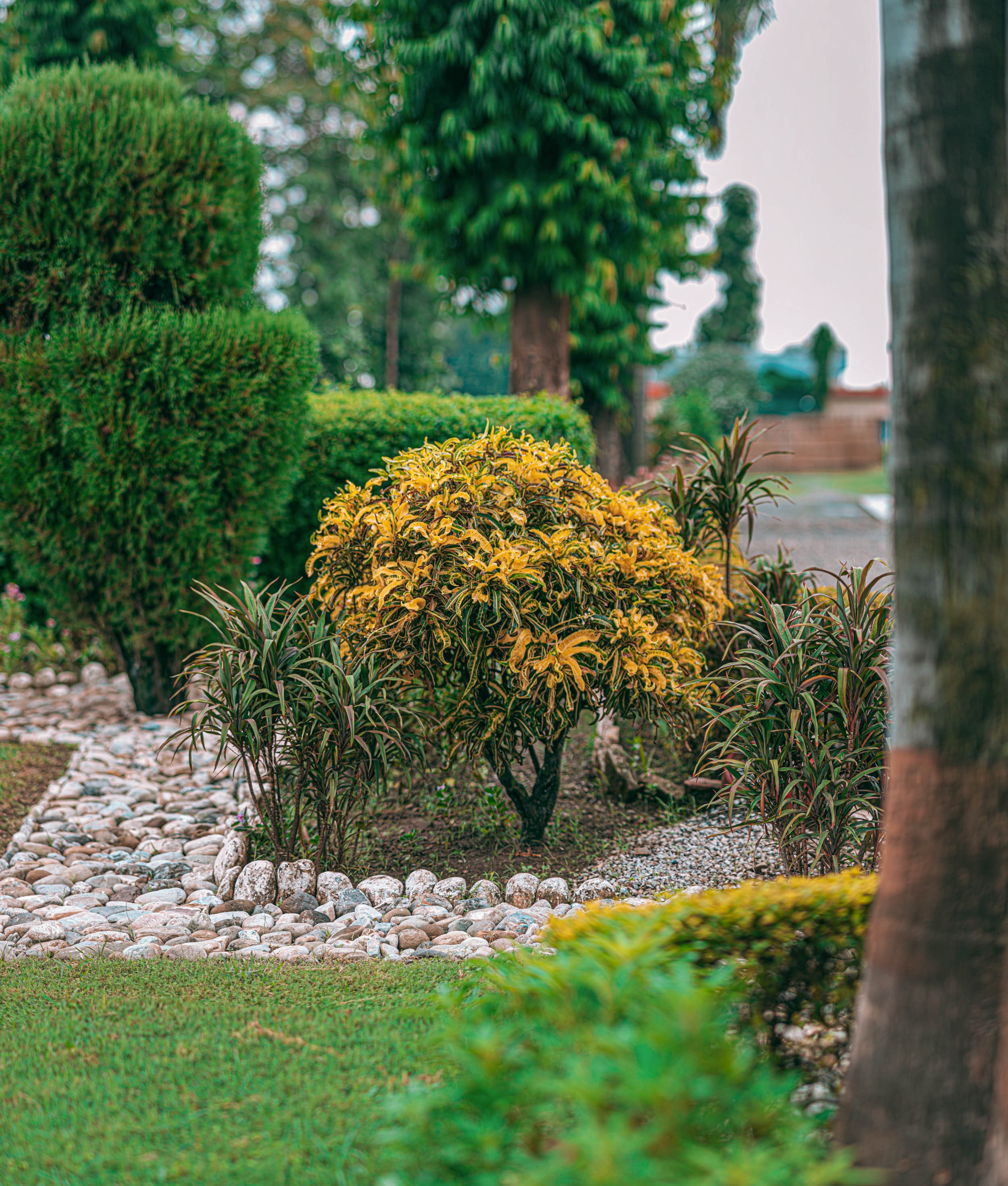 #EyesForDestinations, #EyesForIndia, #NAINAxRanikhet, architecture photography, Destination Photography, Landscape Photographer, Large Format Plate, naina redhu, naina.co, objects of vacation, professional photographer, ranikhet, Ranikhet Movie Theater, Square Format, The Queen's Meadow, uttarakhand, vacation objects, vacationobjects, green, trees