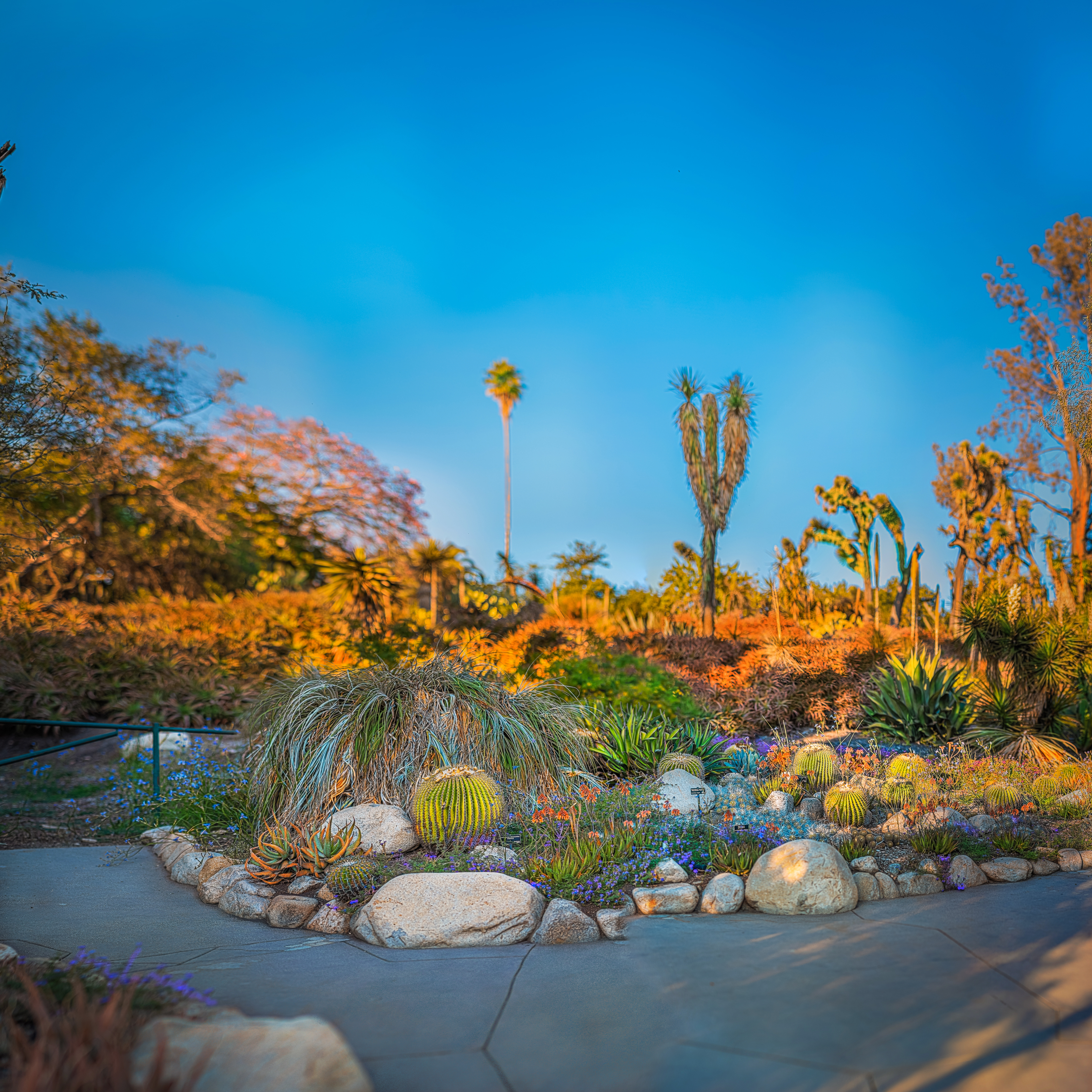 Huntington Library, Huntington Botanical Garden, Los Angeles, Desert Garden, Panorama, Large Format Photography, Landscape Photography, USA, America, Landscaping